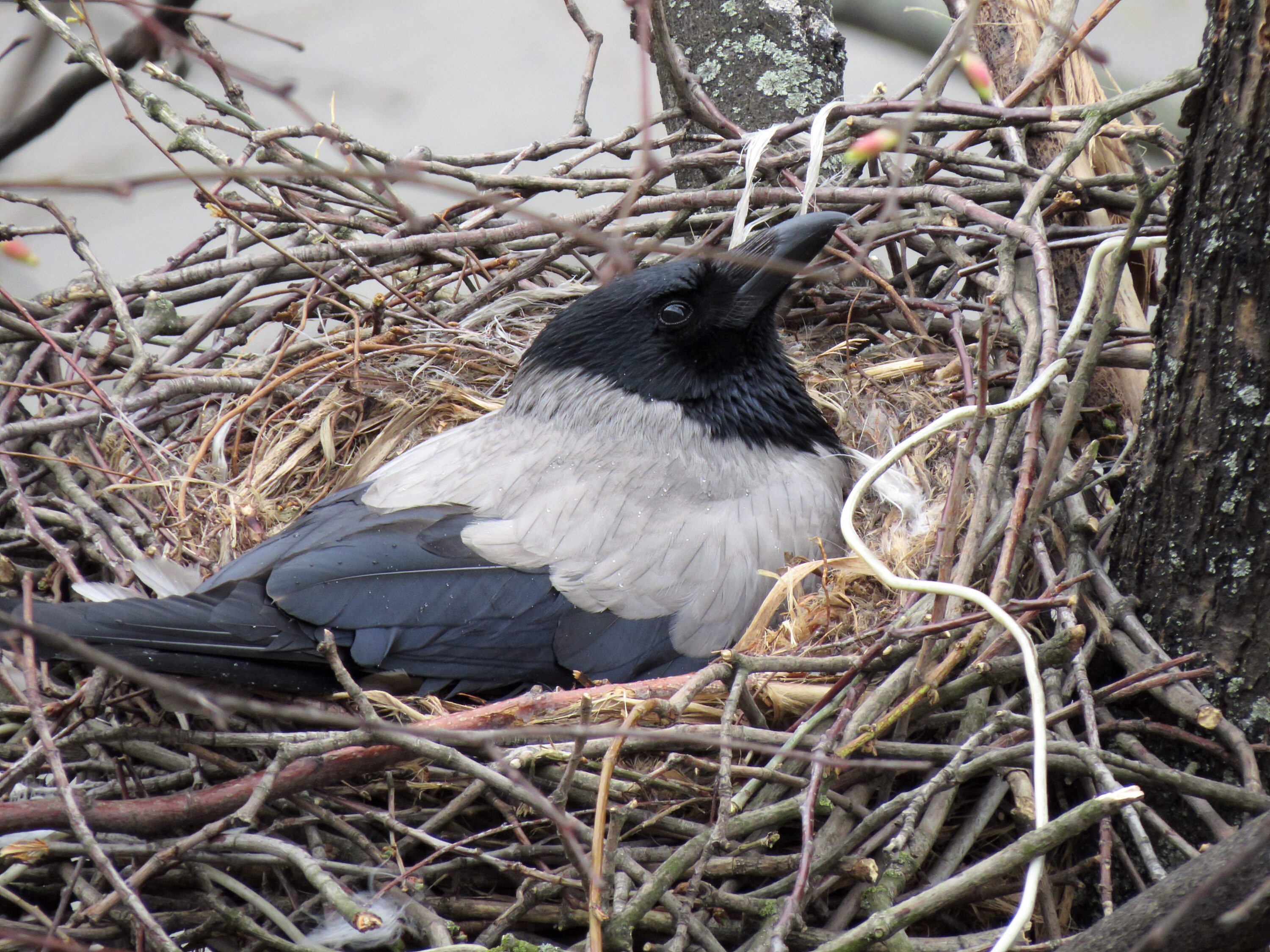Hooded crow sitting on its nest
