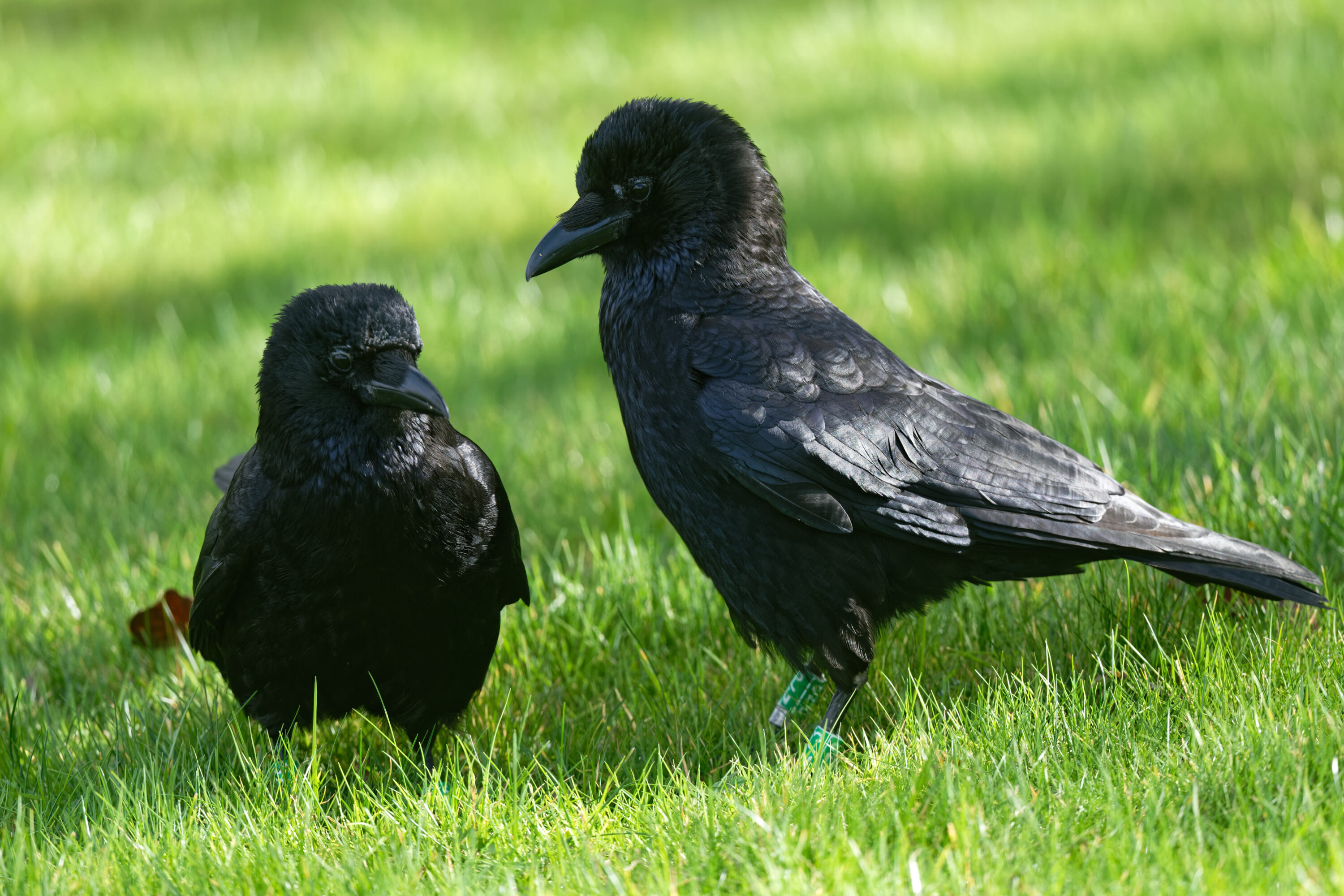 Pair of carrion crows standing together