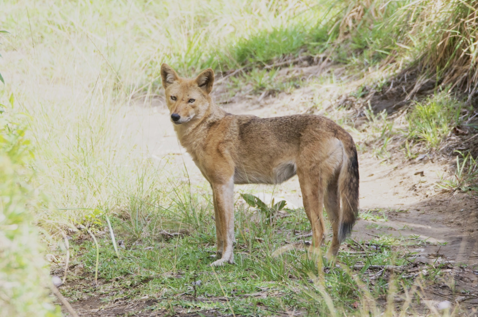 Wild coyote standing in vegetation in Costa Rica
