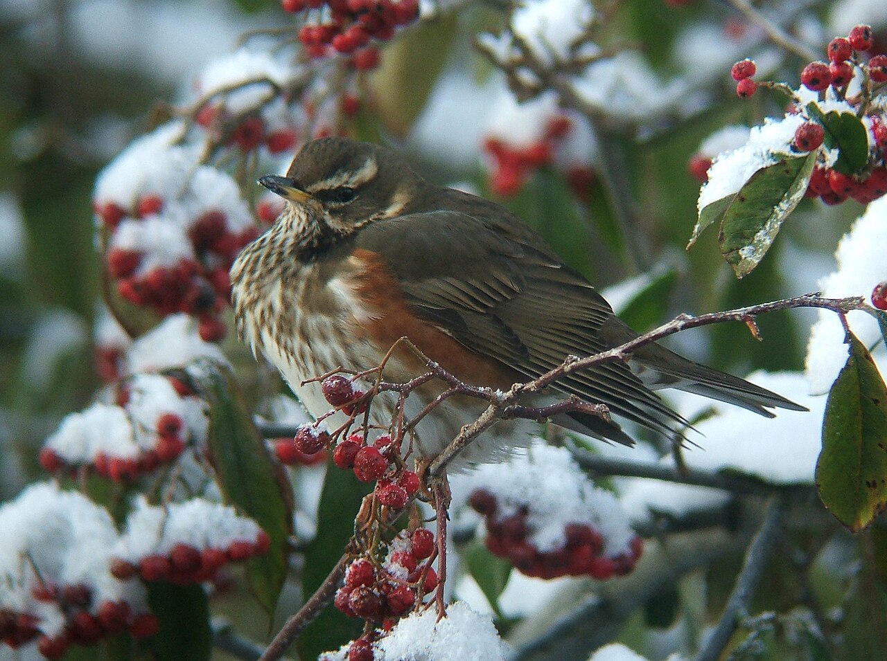 Redwing feeding on red berries among snow-covered branches in Northumberland