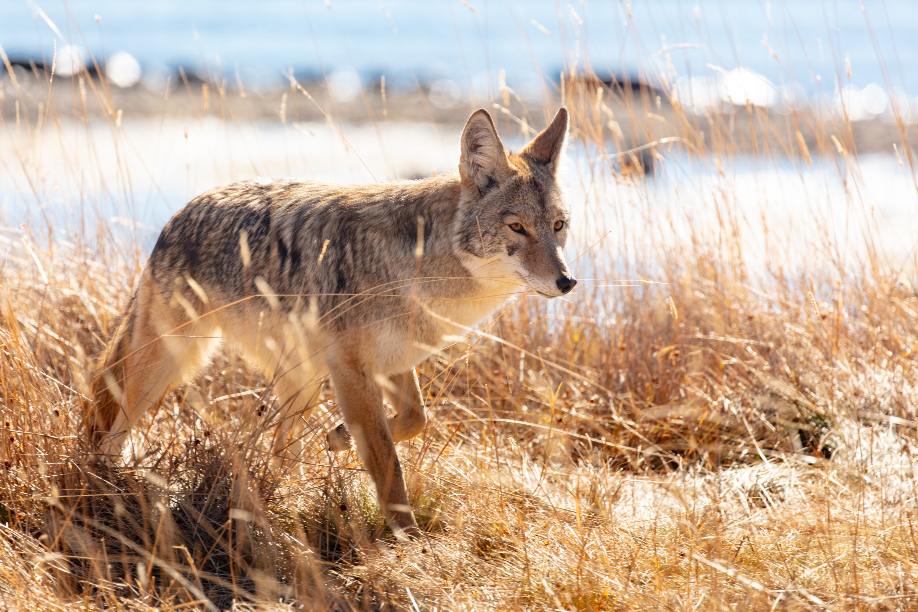 Wild coyote walking along a lakeshore