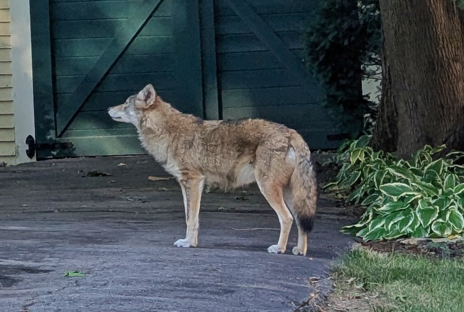 Coyote standing in profile with its whole body visible against a dark gate