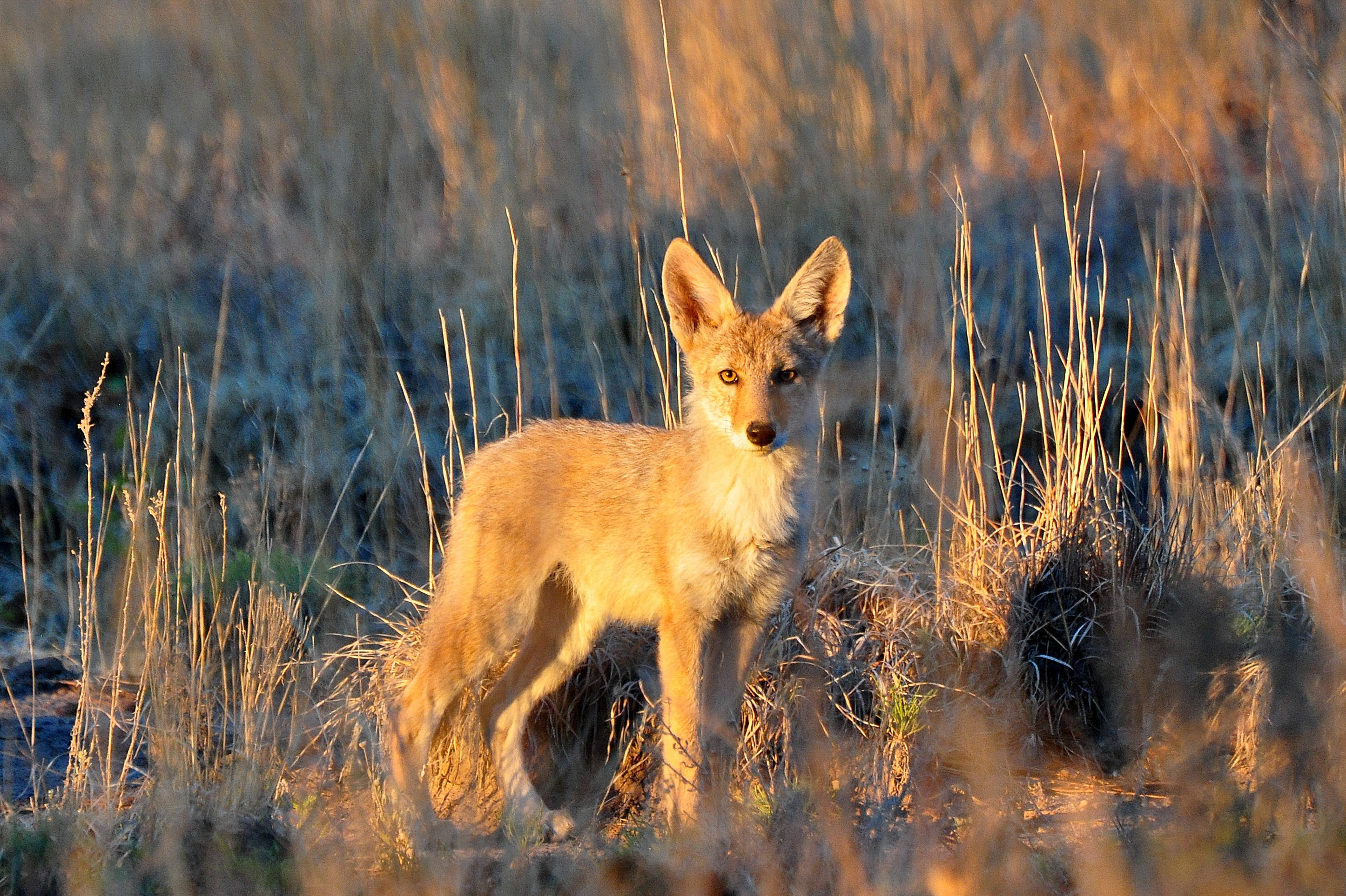 Coyote pup standing in grass in warm sunlight