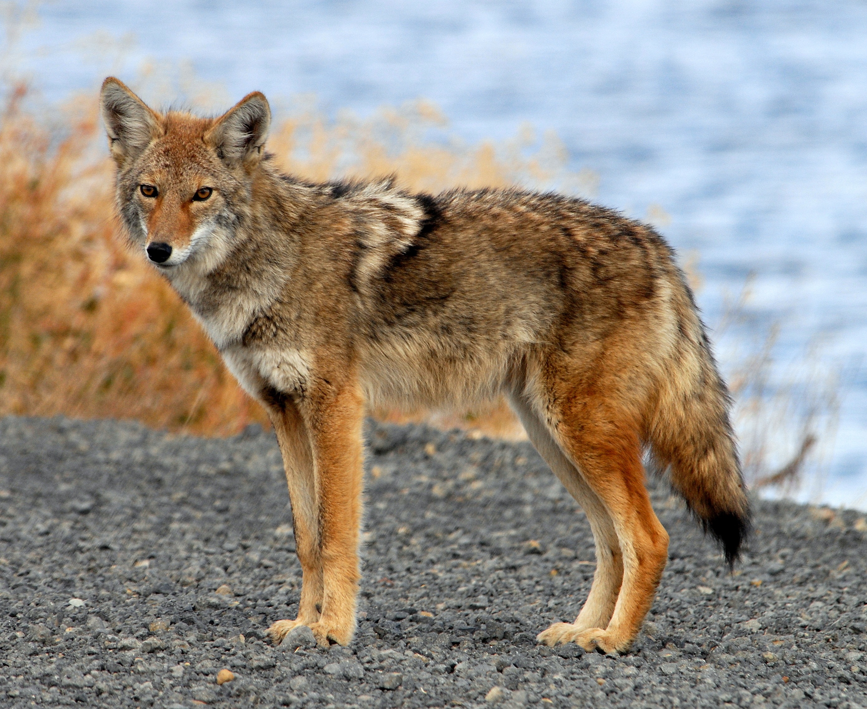 Wild coyote standing clearly in profile and looking toward the camera