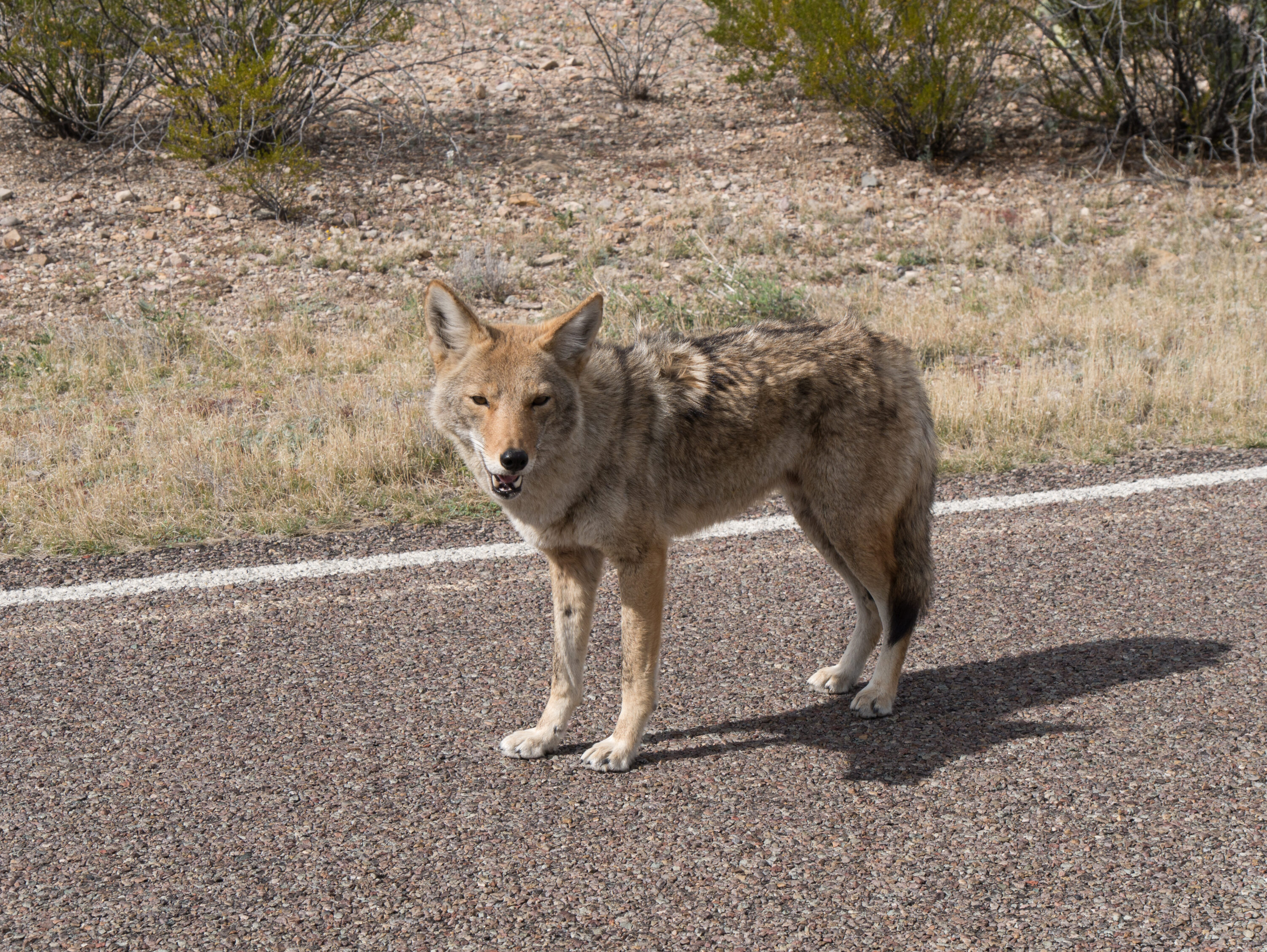 Coyote standing on a road in Big Bend National Park, Texas