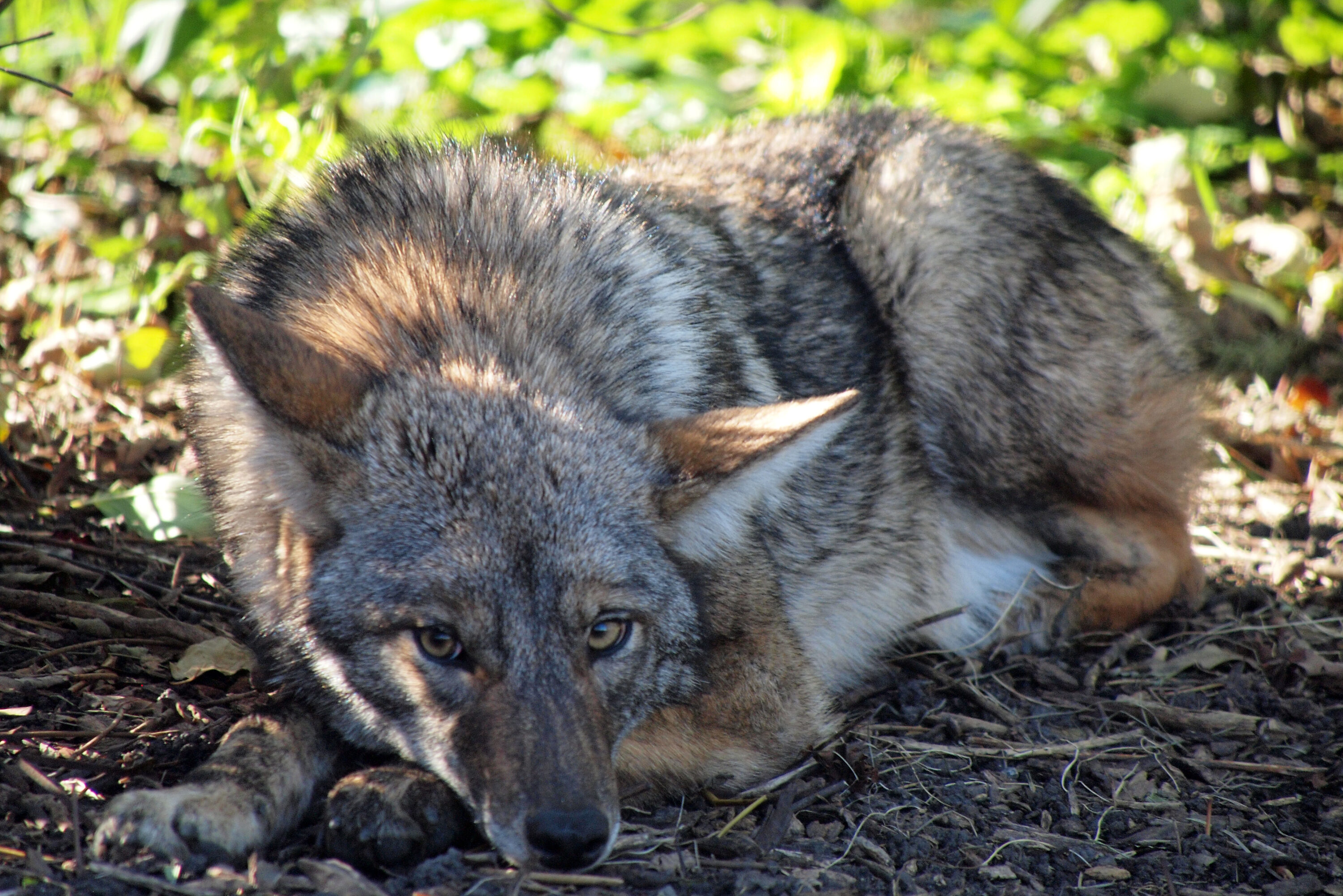 Coyote resting in Lincoln Park, Chicago