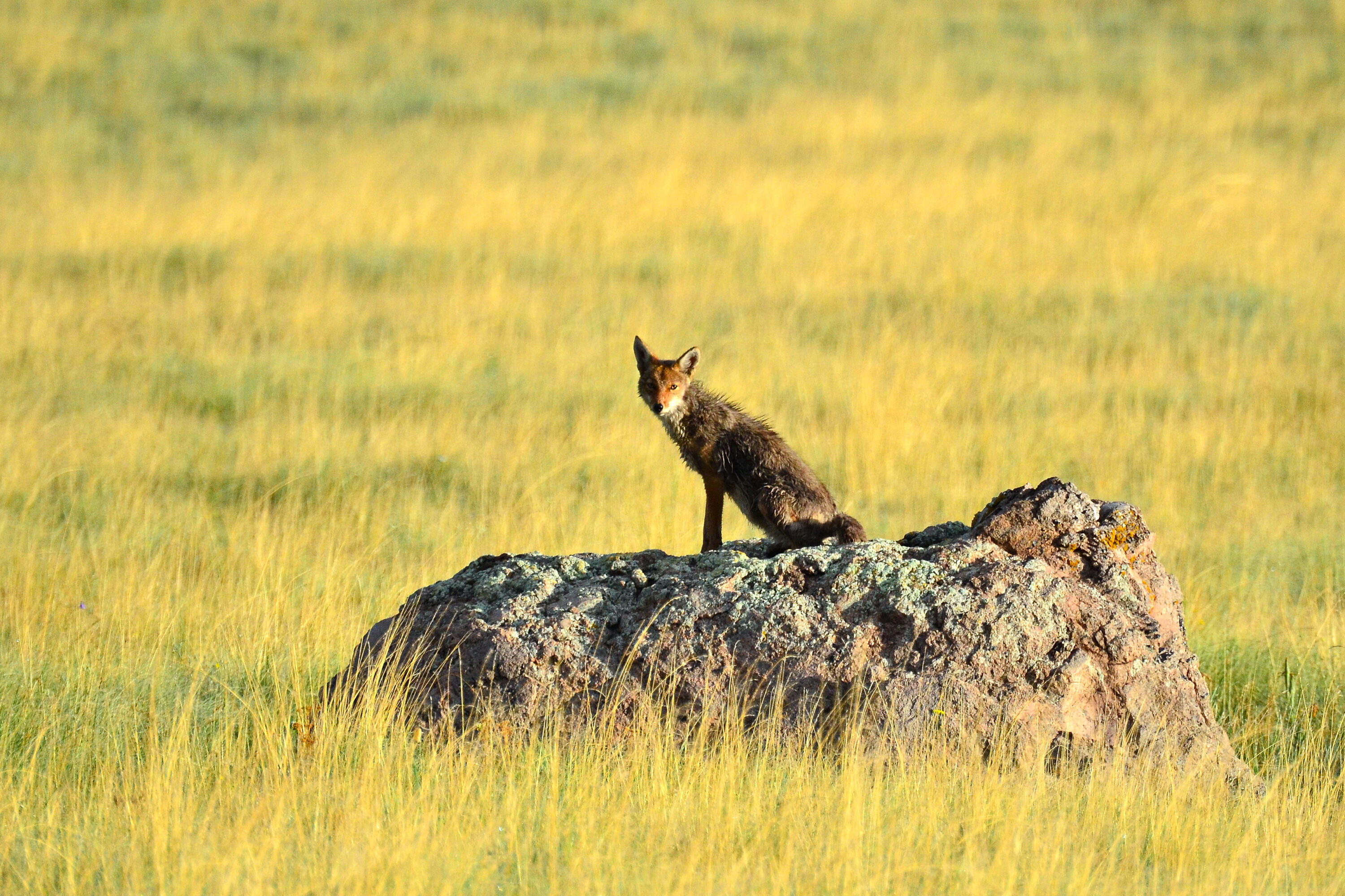 Wild coyote standing on a rock in Valles Caldera, New Mexico
