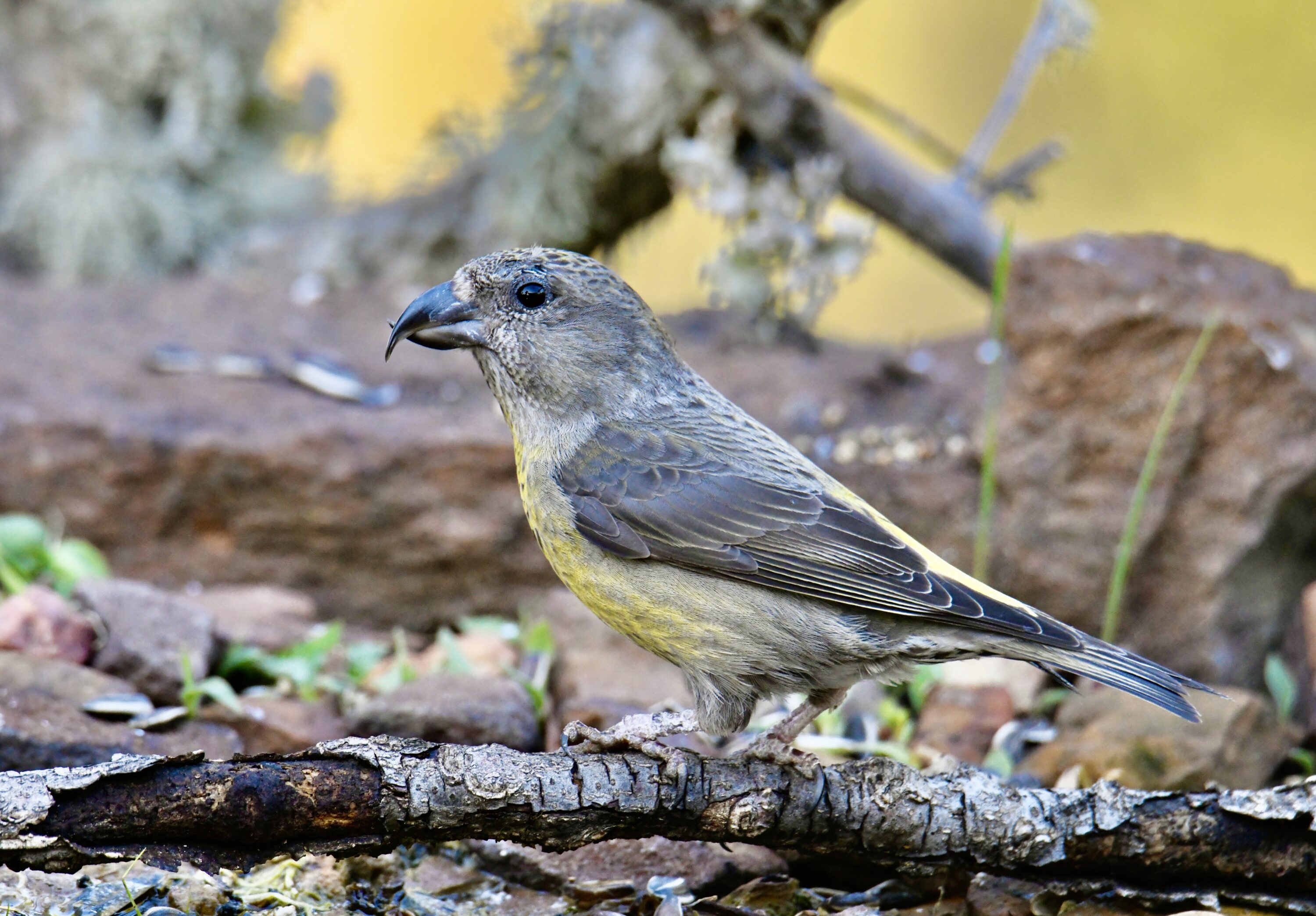 Female red crossbill perched in natural habitat in Serra da Arrábida, Portugal