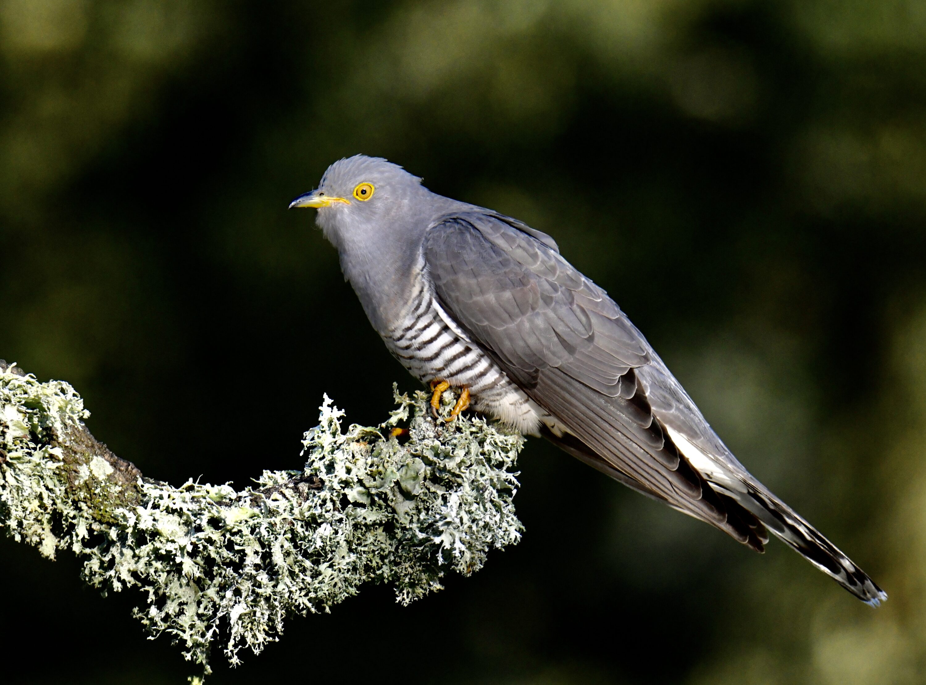 Male common cuckoo perched on a lichen-covered branch in Portugal
