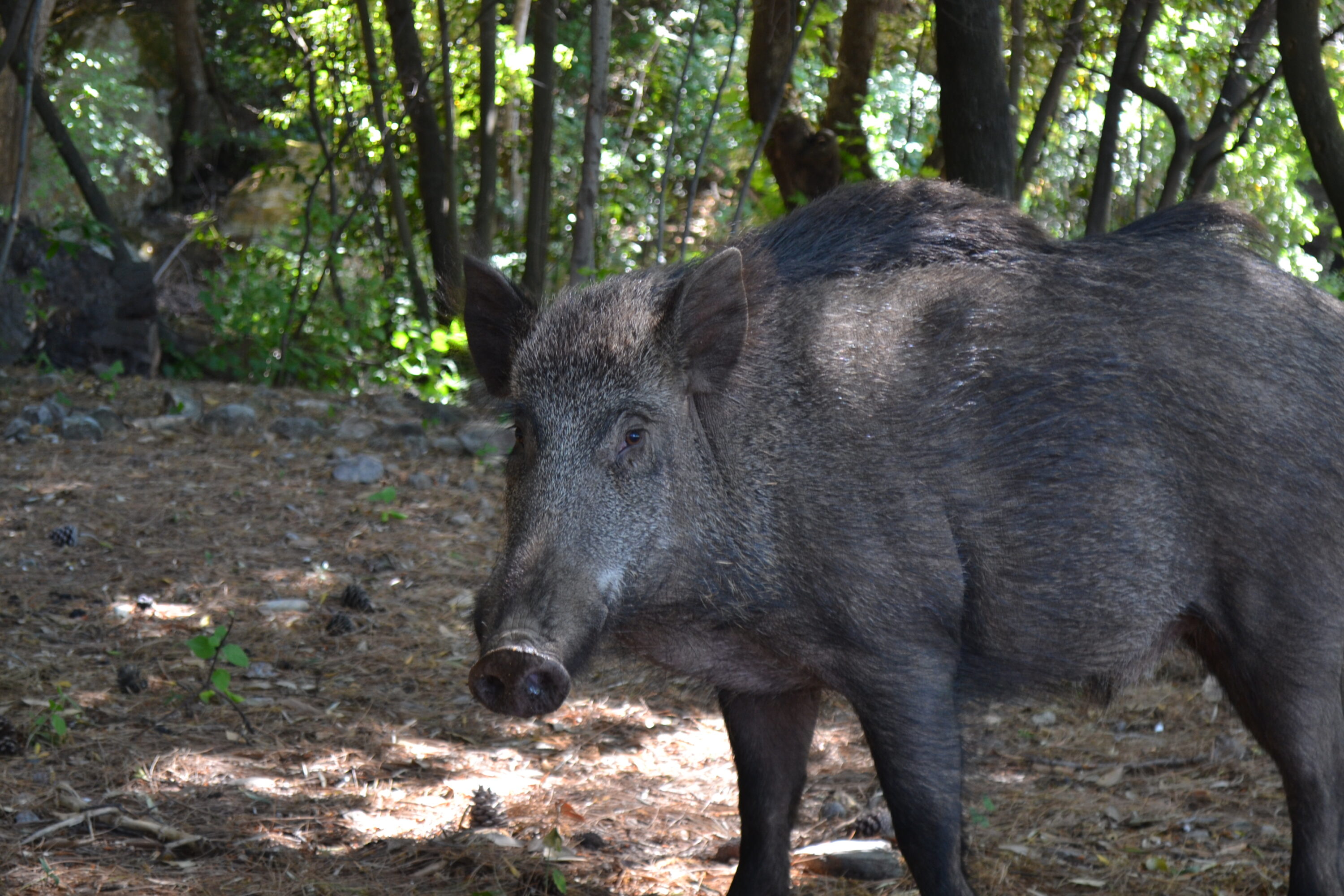 Wild boar looking toward the camera in Dilek Peninsula National Park, Turkey