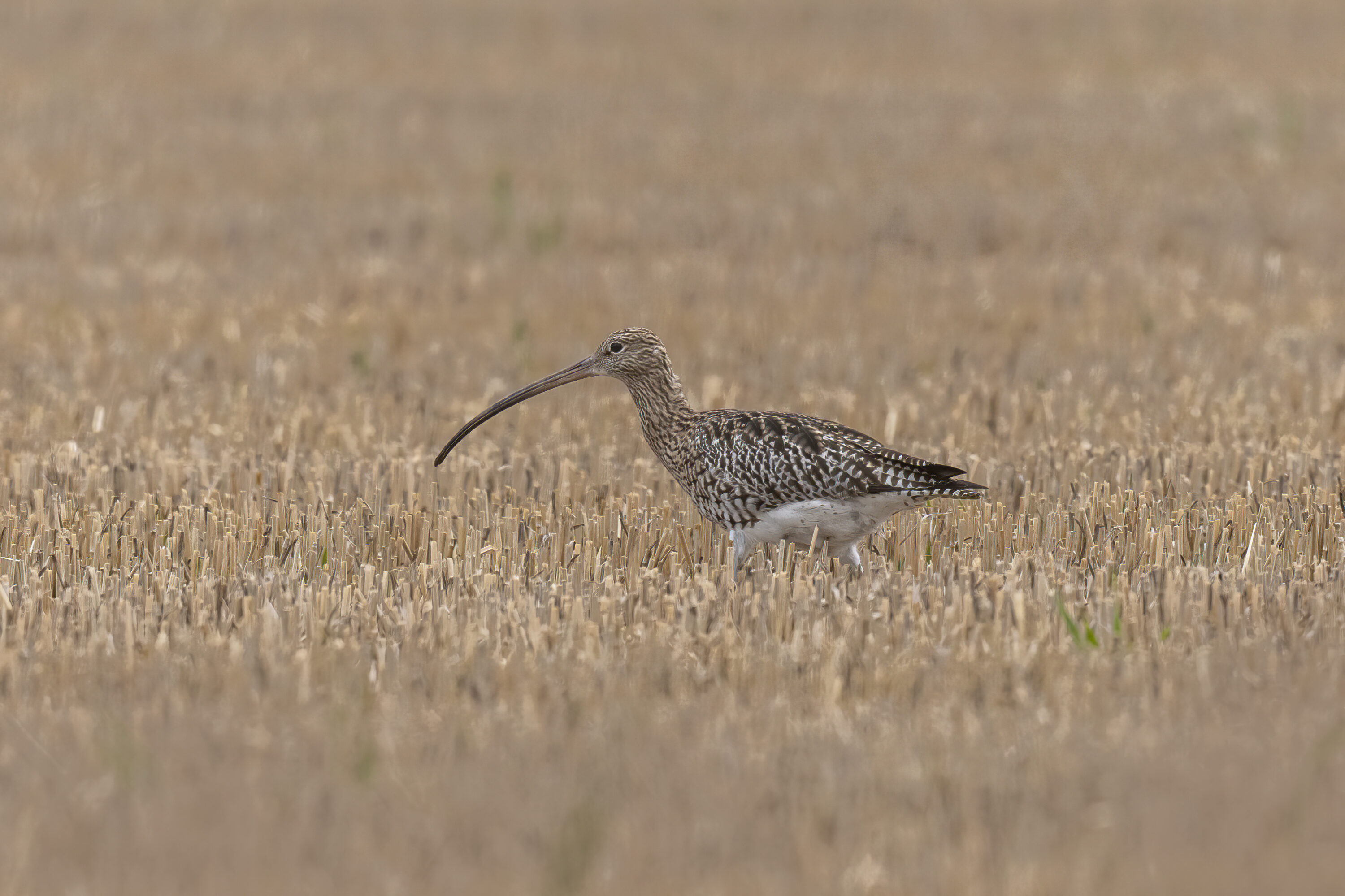 Eurasian curlew standing clearly in an open field