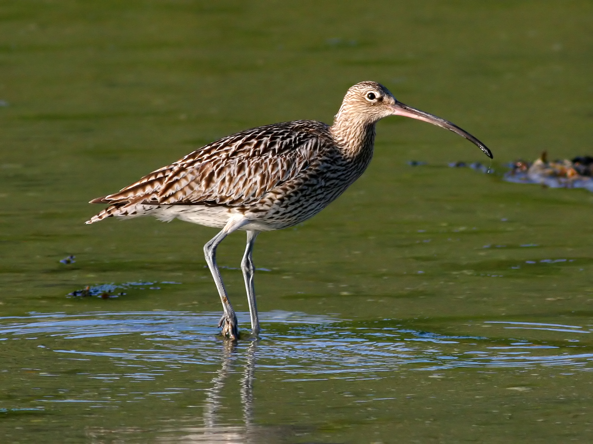 Eurasian curlew standing in shallow water at Brow Head, County Cork, Ireland