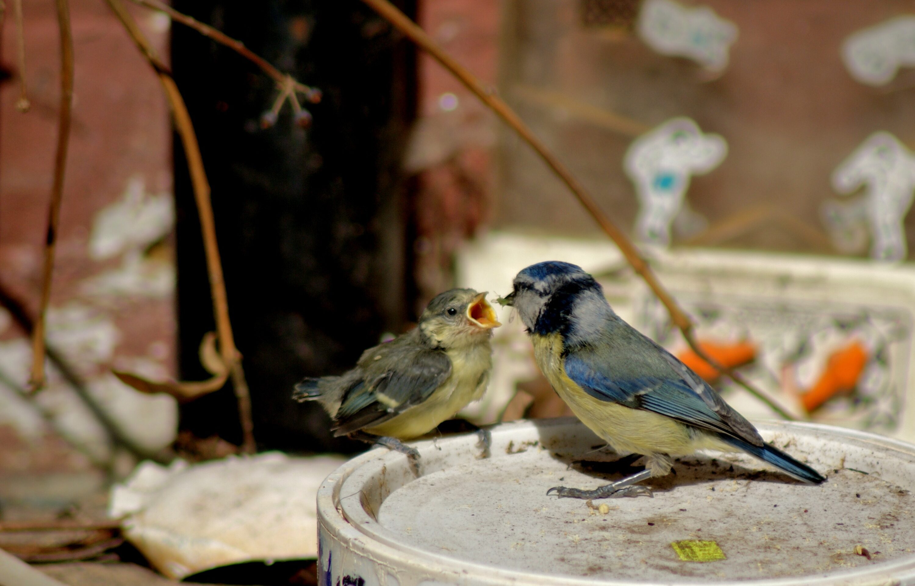 Eurasian blue tit feeding a chick in Norfolk, England