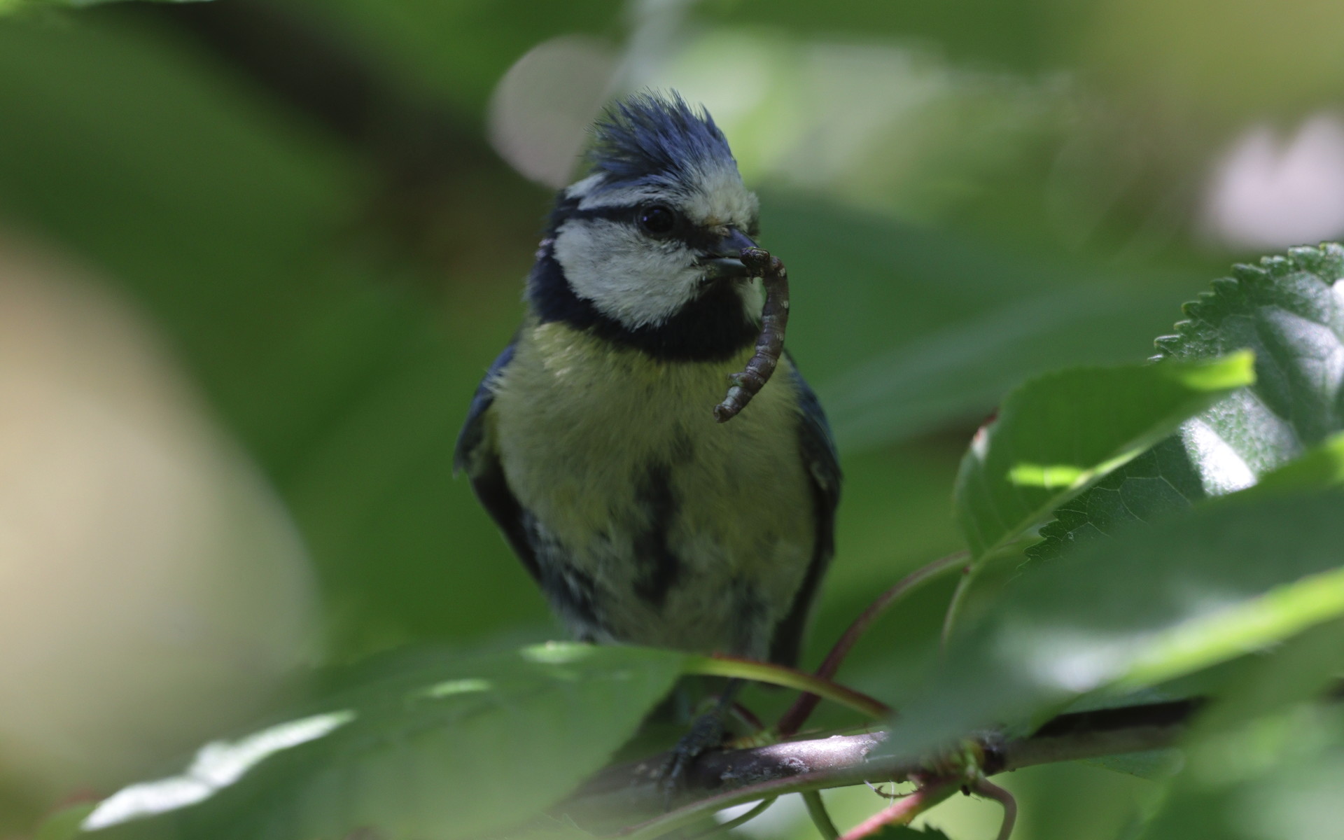 Eurasian blue tit carrying a caterpillar among green leaves