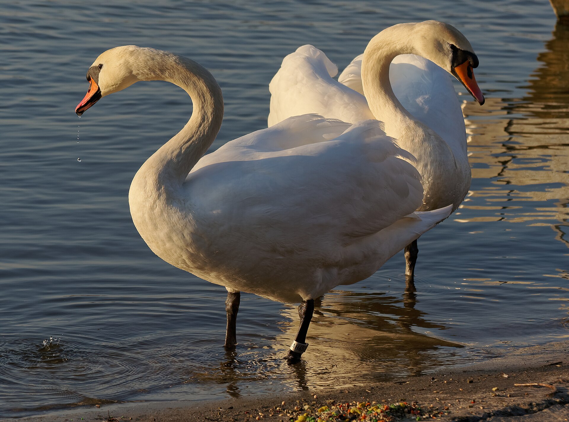 Pair of mute swans on the Vistula River in Tyniec, Kraków, Poland