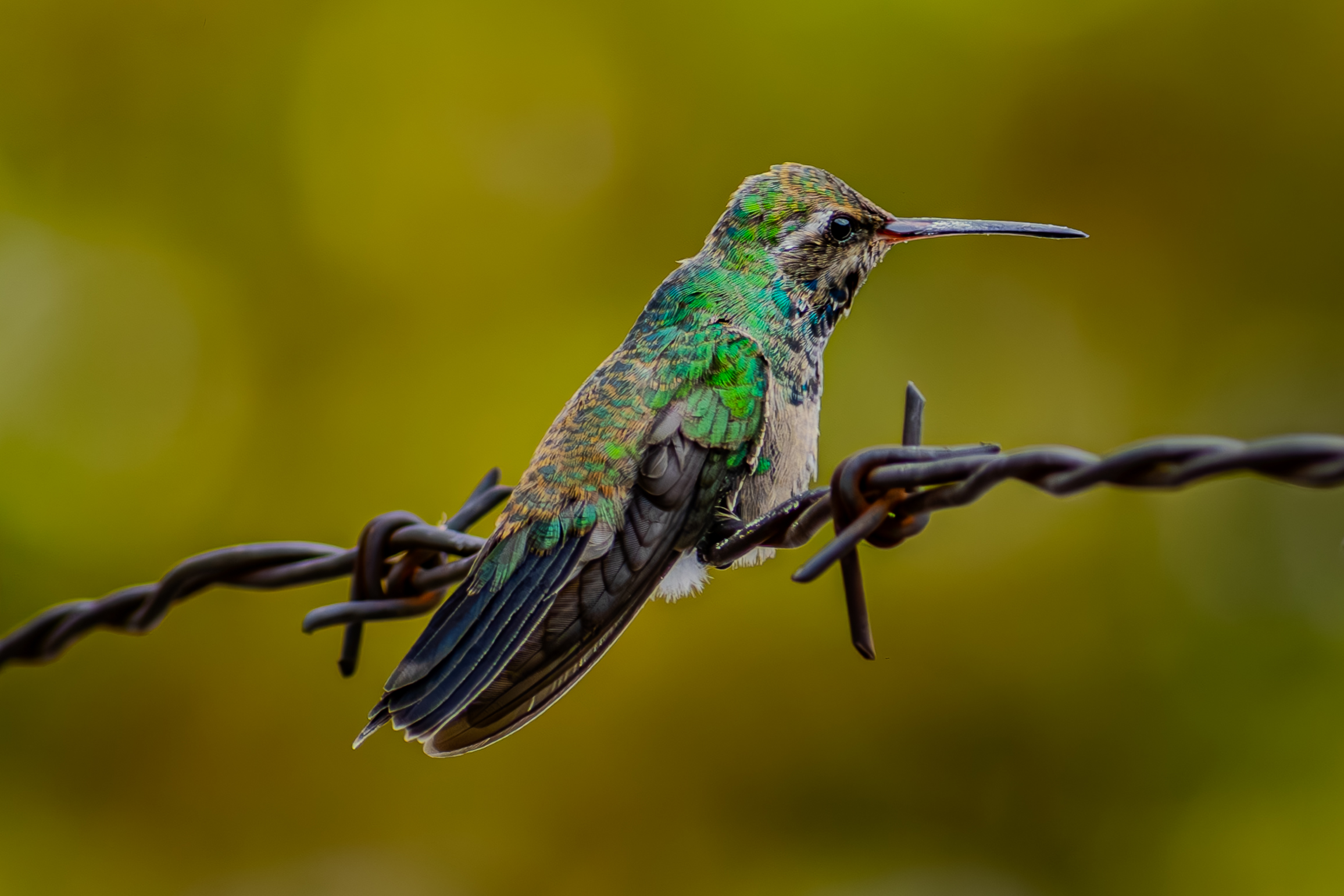 Broad-billed hummingbird perched on a wire in Mexico