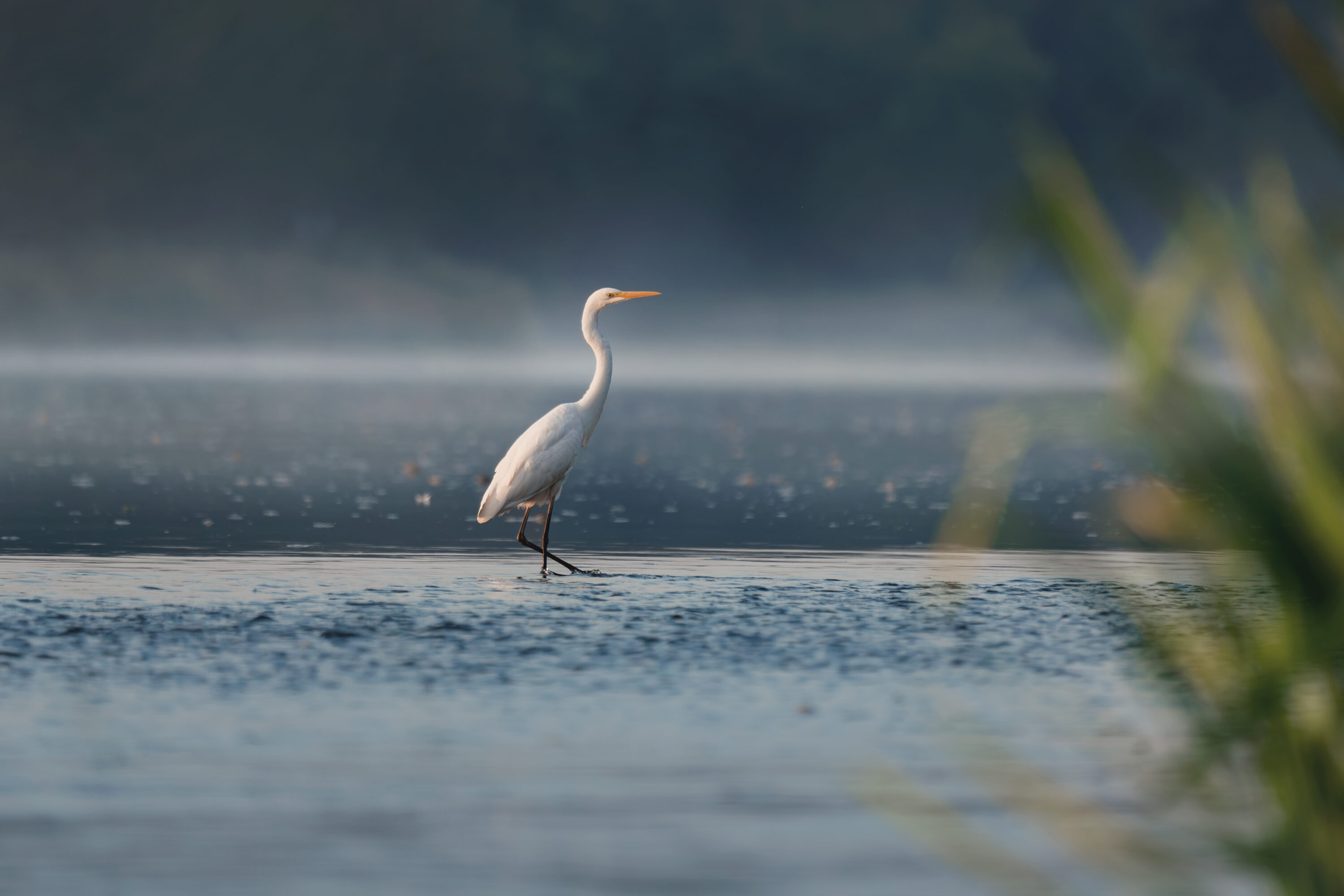 Great egret standing in shallow water on the Vistula River in Poland