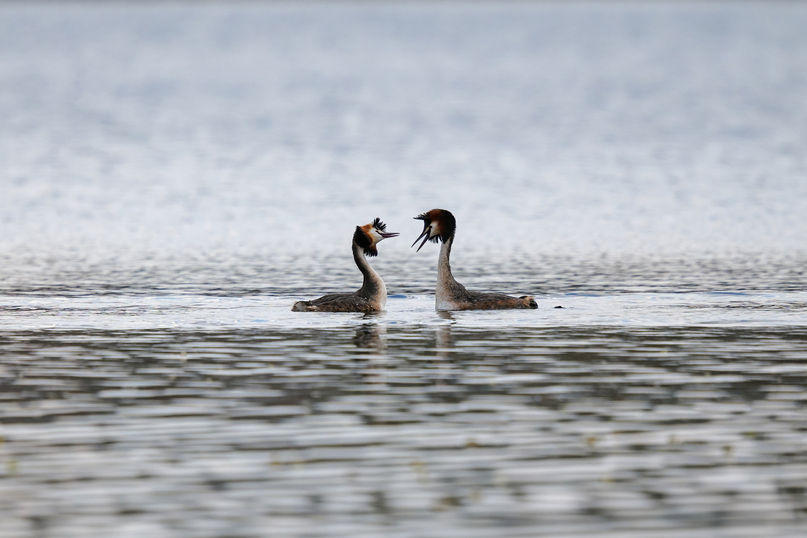 Two great crested grebes facing each other during courtship in Moscow