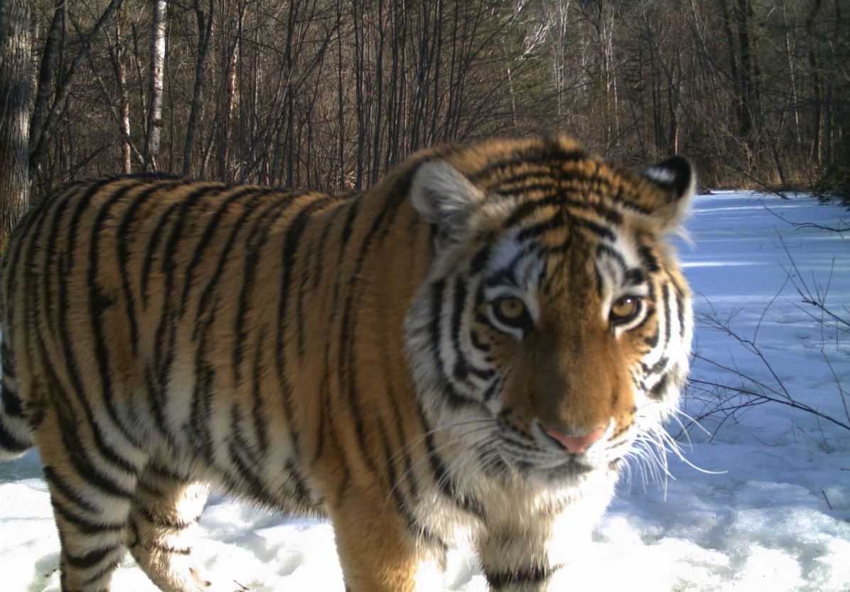 Wild Amur tigress in snowy forest at Bastak Nature Reserve, Russia