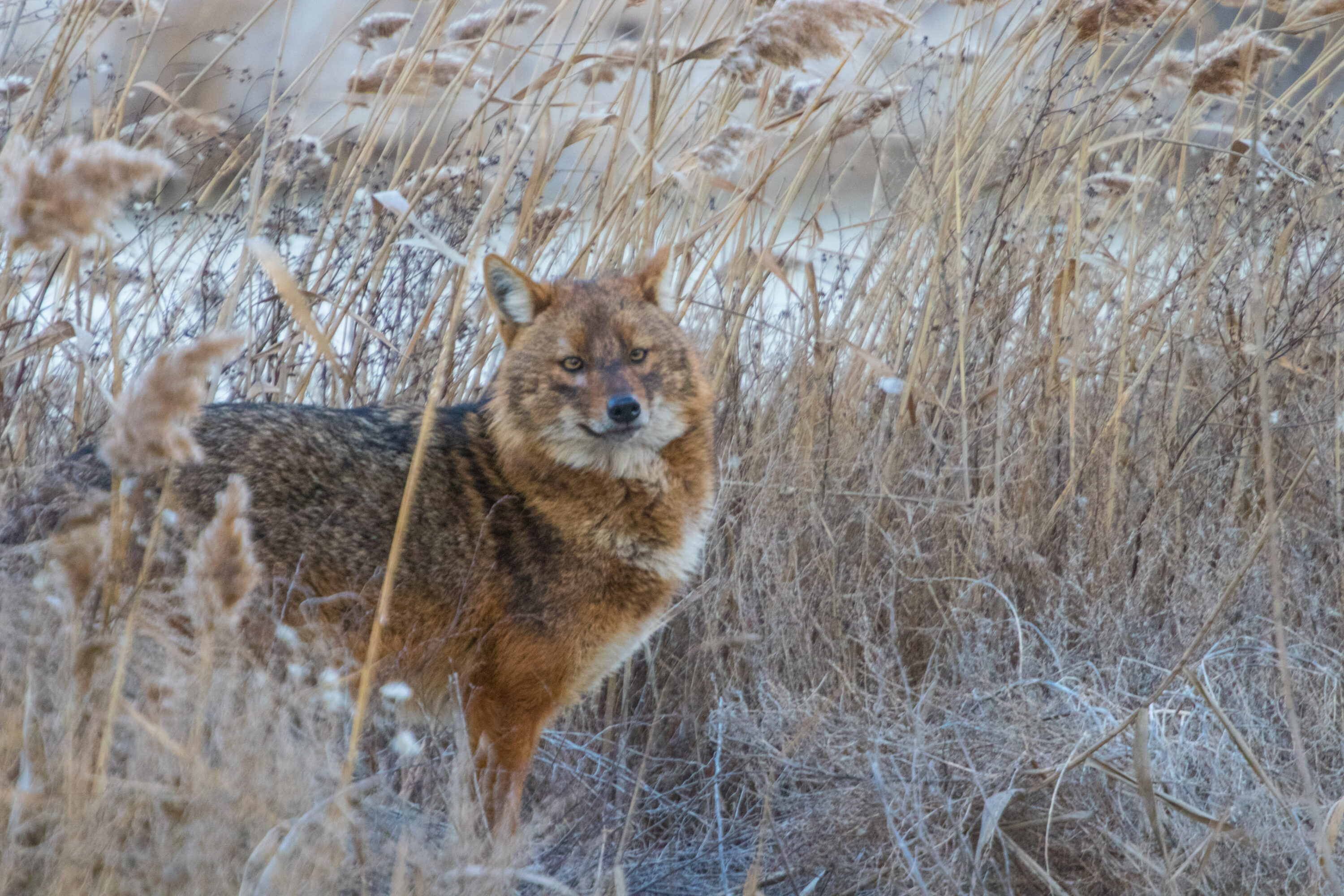 Golden jackal looking towards the camera among snowy reeds in Tuzly Lagoons National Nature Park, Ukraine