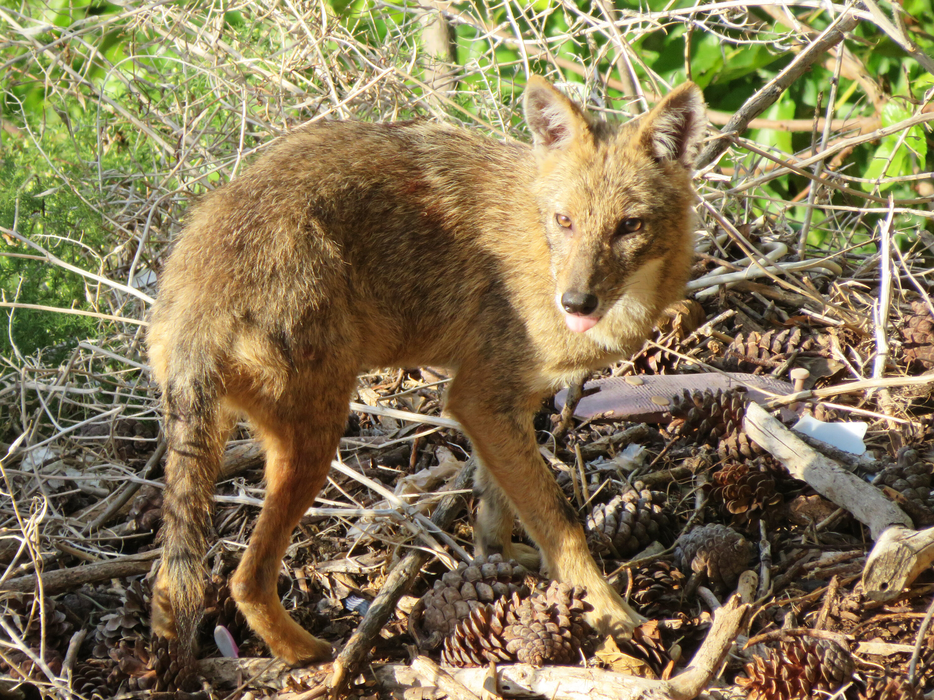 Golden jackal in Nahal Lotem, Haifa, Israel