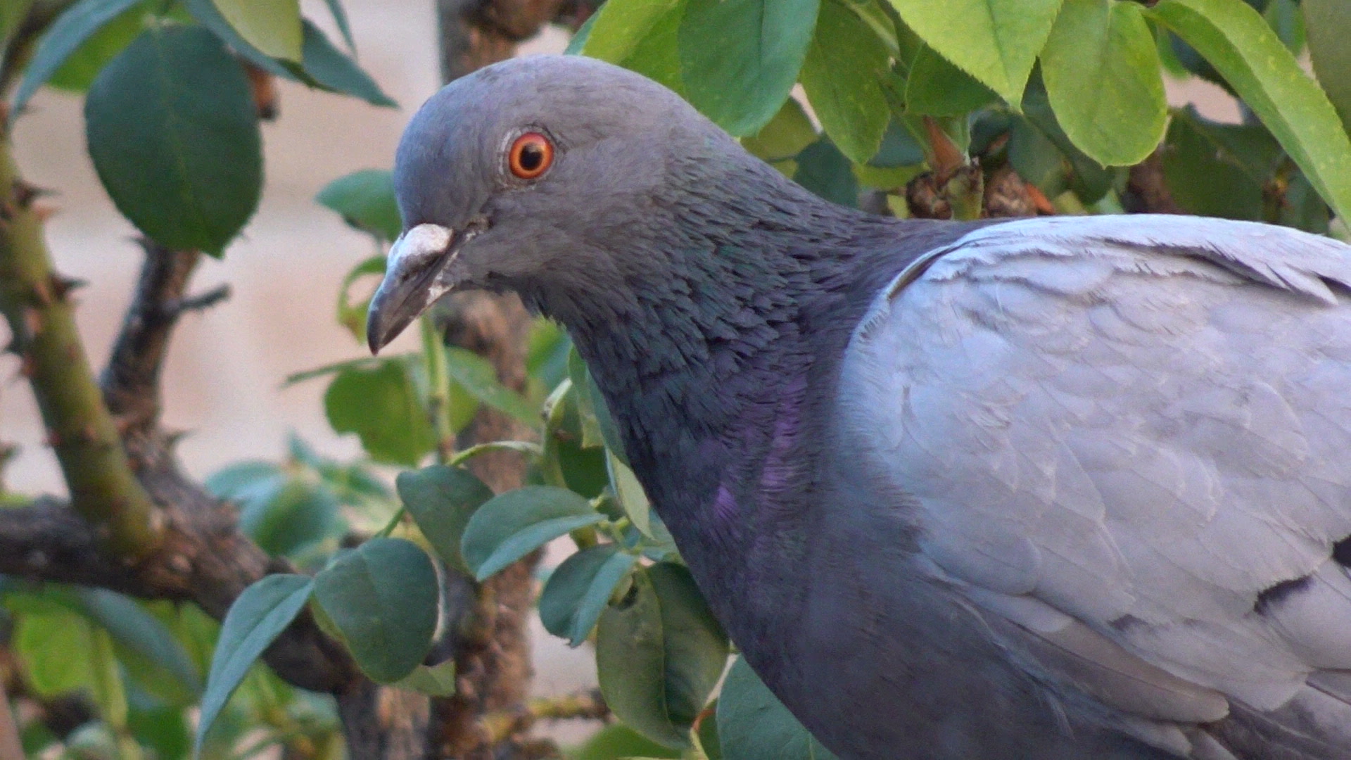Close-up of a rock dove head and eye