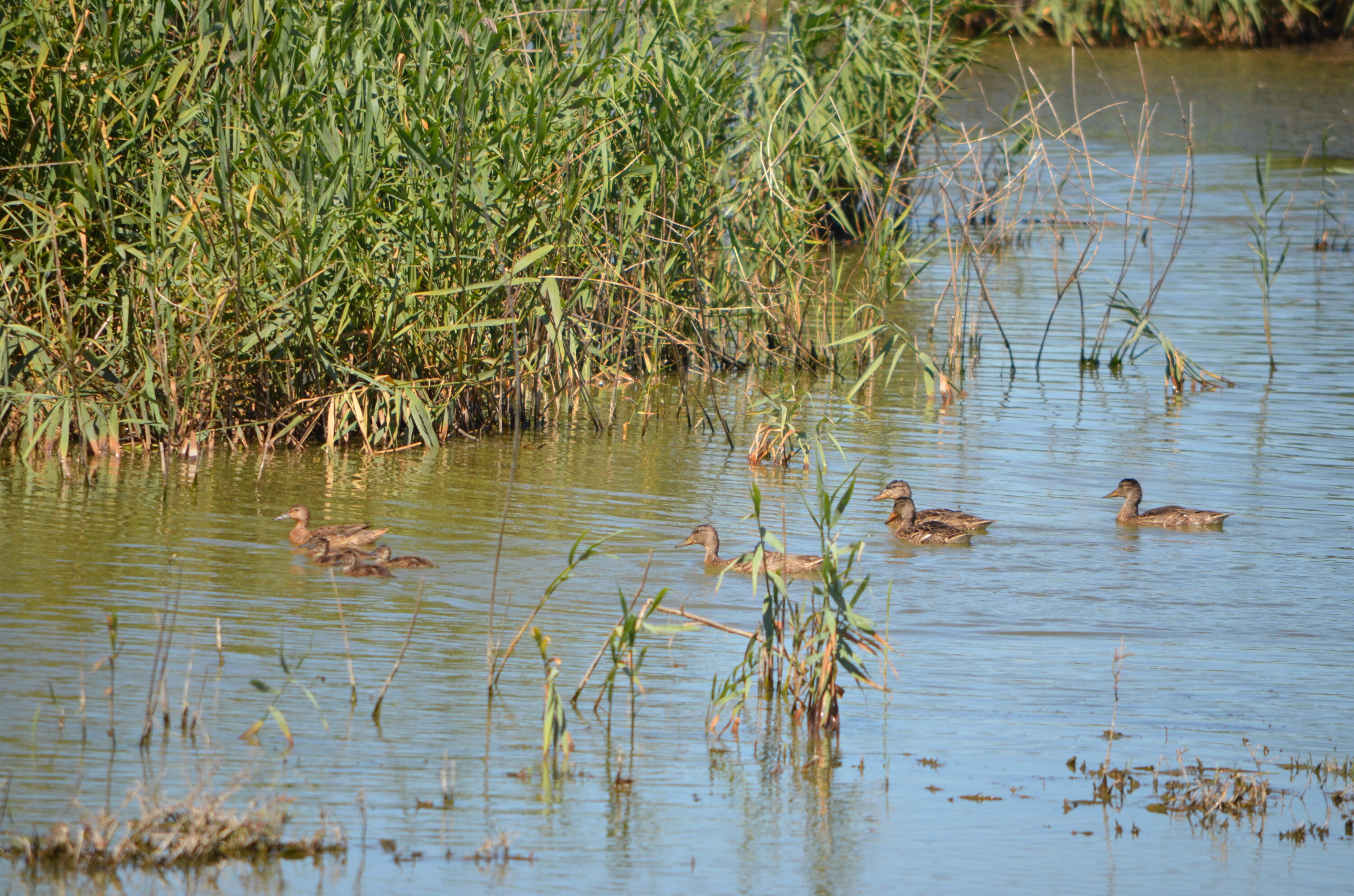 Ducks and ducklings moving through Suisun Marsh, California