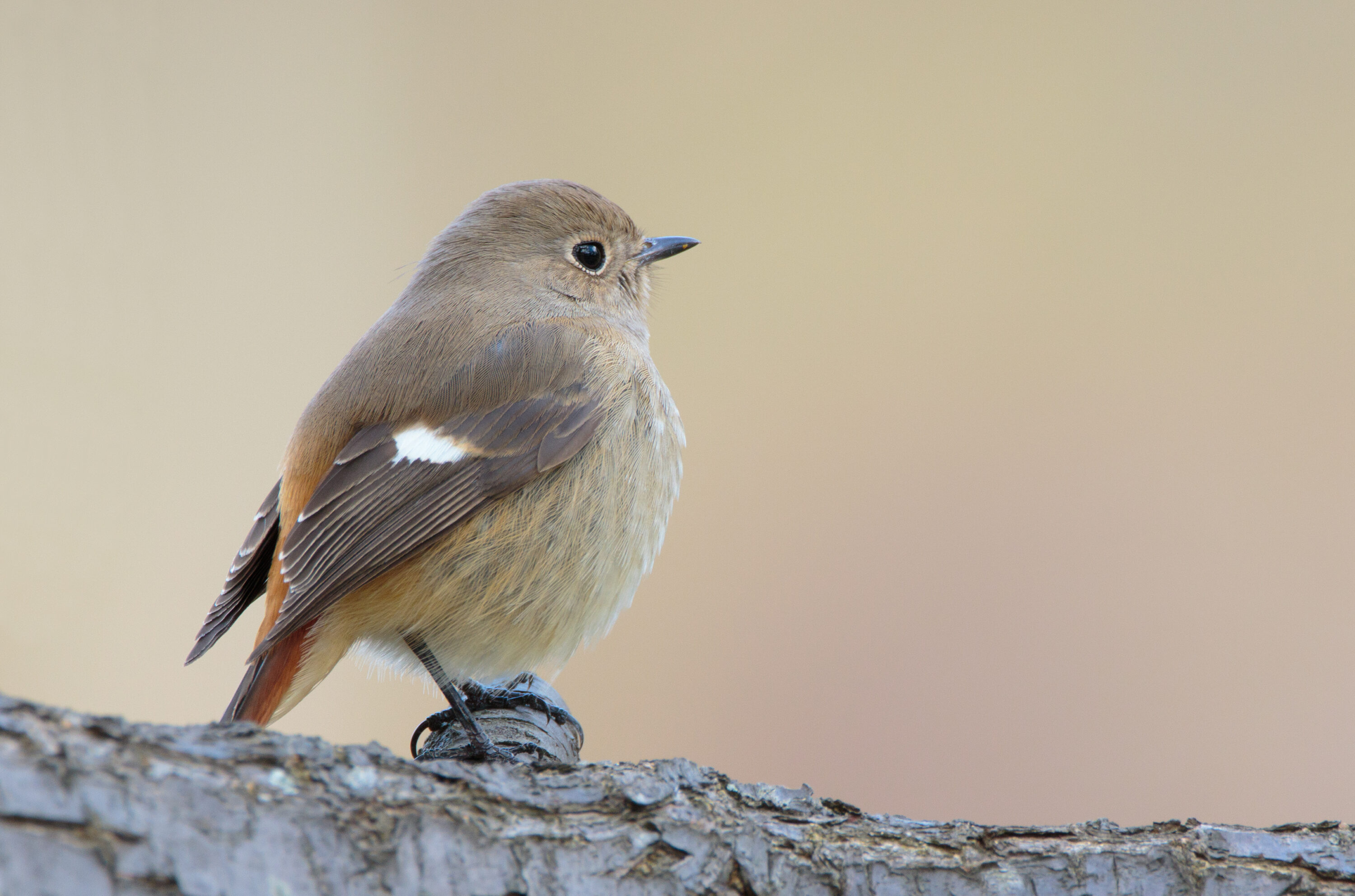 Female Daurian redstart perched clearly