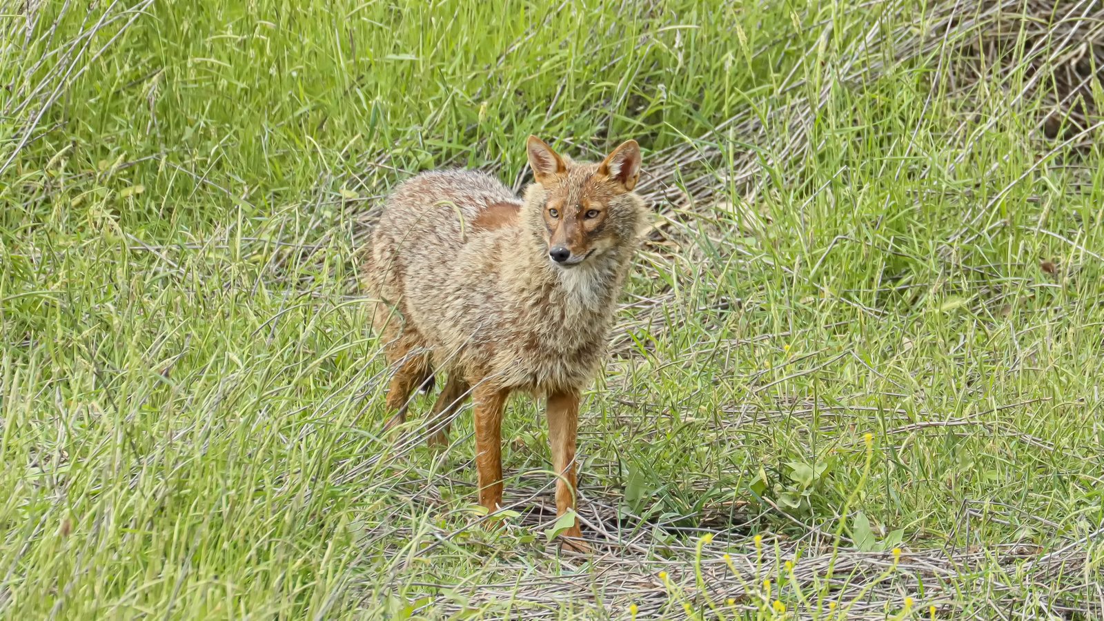 Golden jackal in natural habitat at Nallıhan Bird Paradise, Türkiye