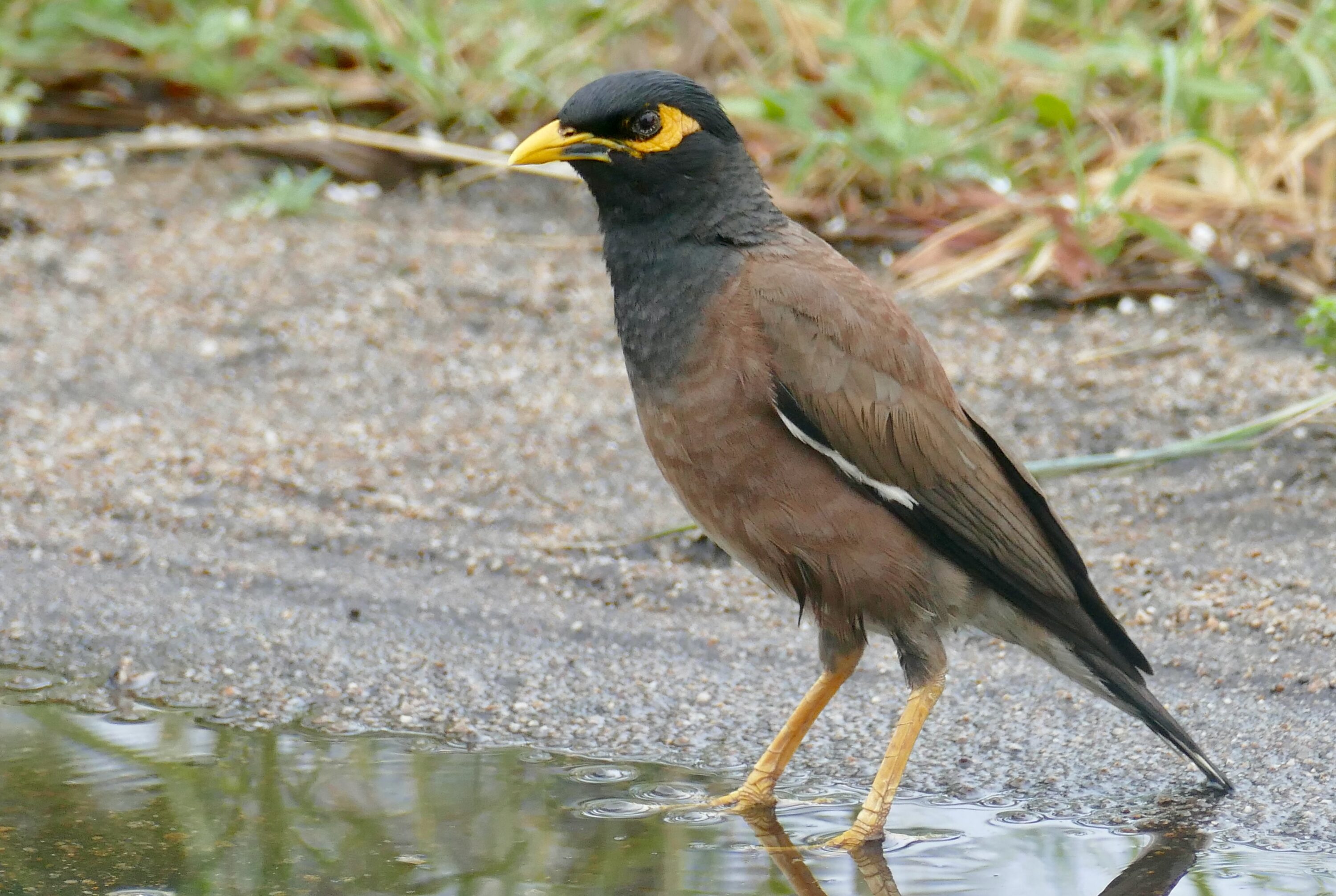 A common myna photographed in Kruger National Park, South Africa