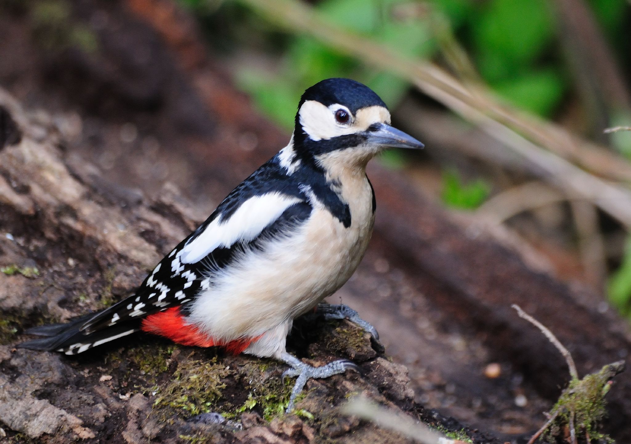 Female great spotted woodpecker with clear head and body visible on a mossy log