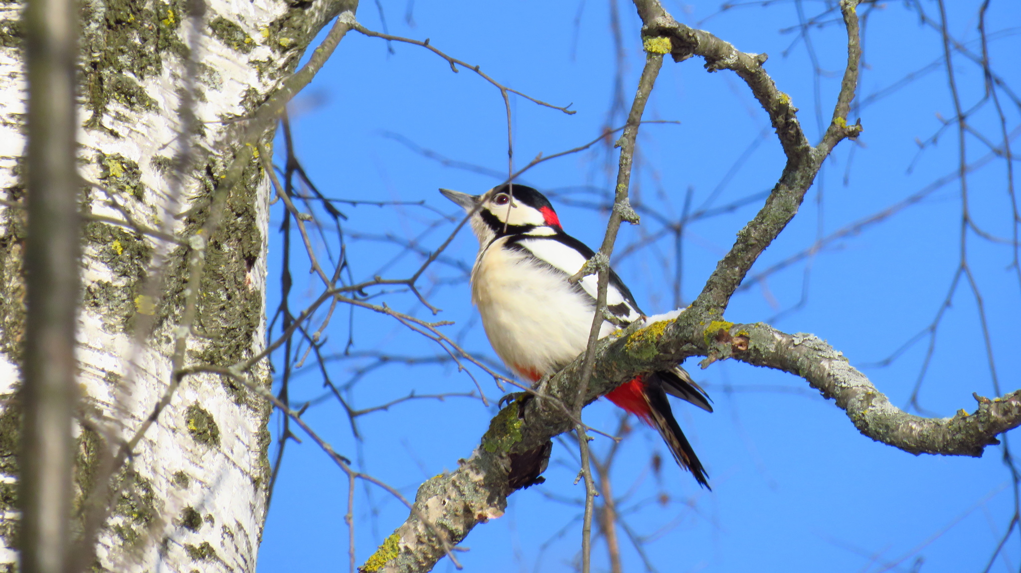 Great spotted woodpecker perched in a tree with its eye clearly visible