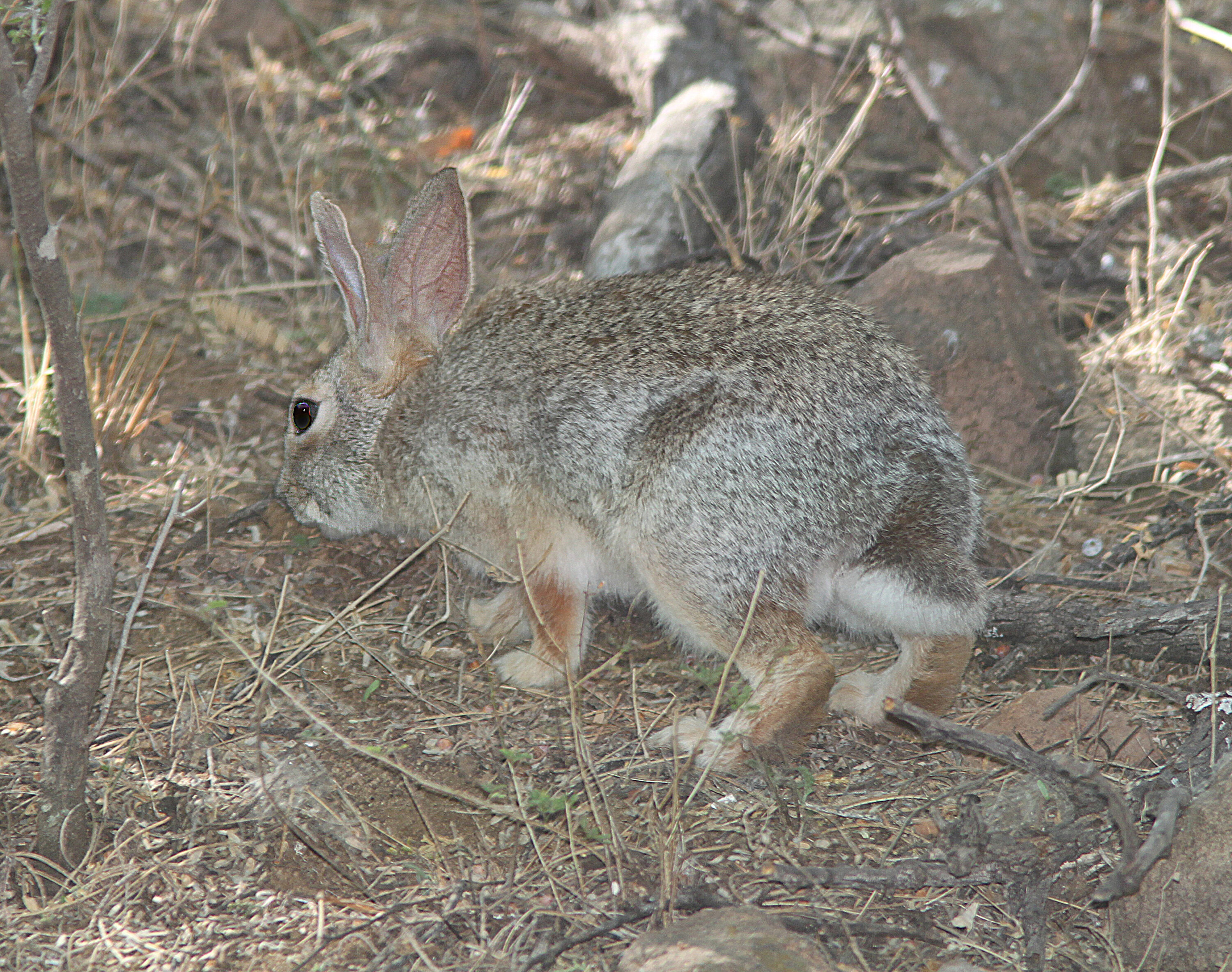 Wild desert cottontail in vegetation at Patagonia Lake, Arizona