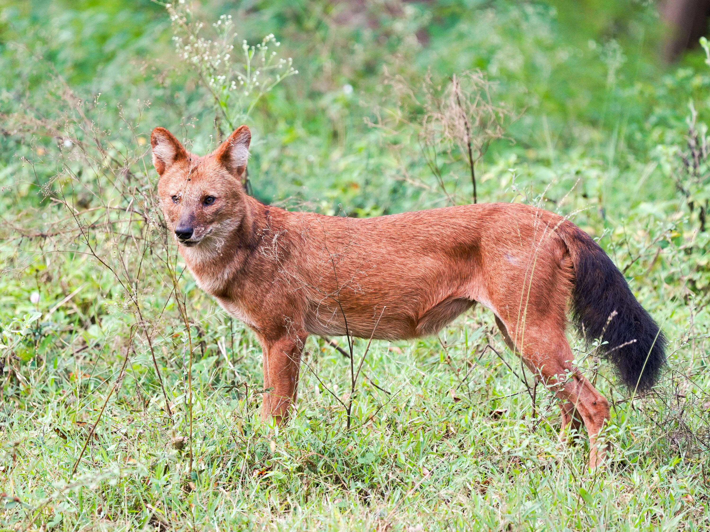 Wild dhole standing in Mudumalai National Park, India