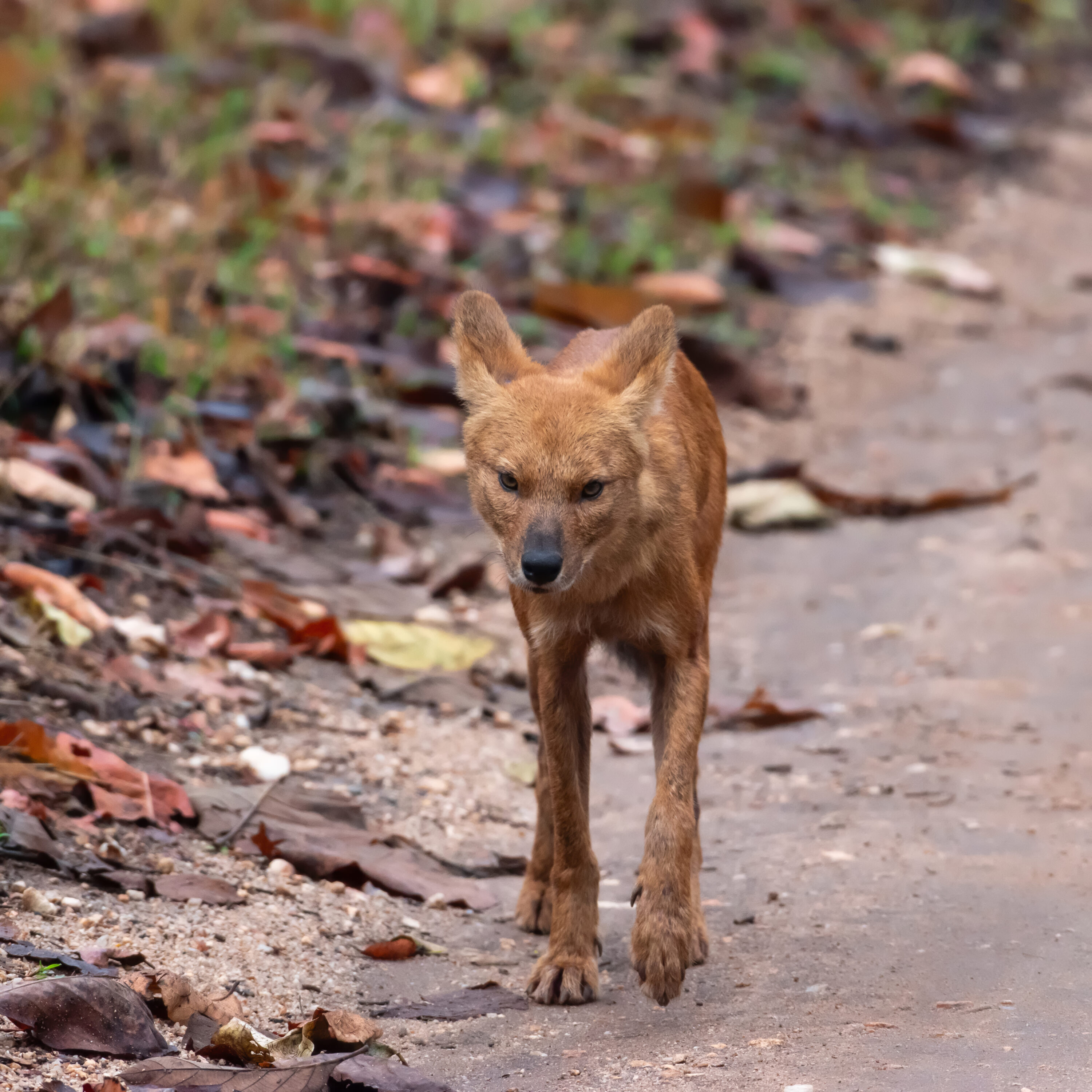 Wild dhole walking in Pench National Park, India