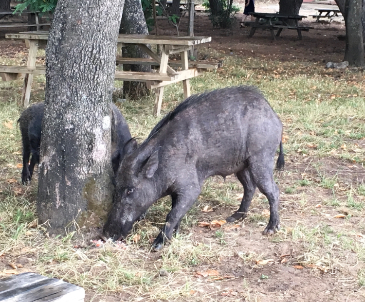 Wild boar near picnic tables in Dilek Peninsula–Büyük Menderes Delta National Park, Türkiye