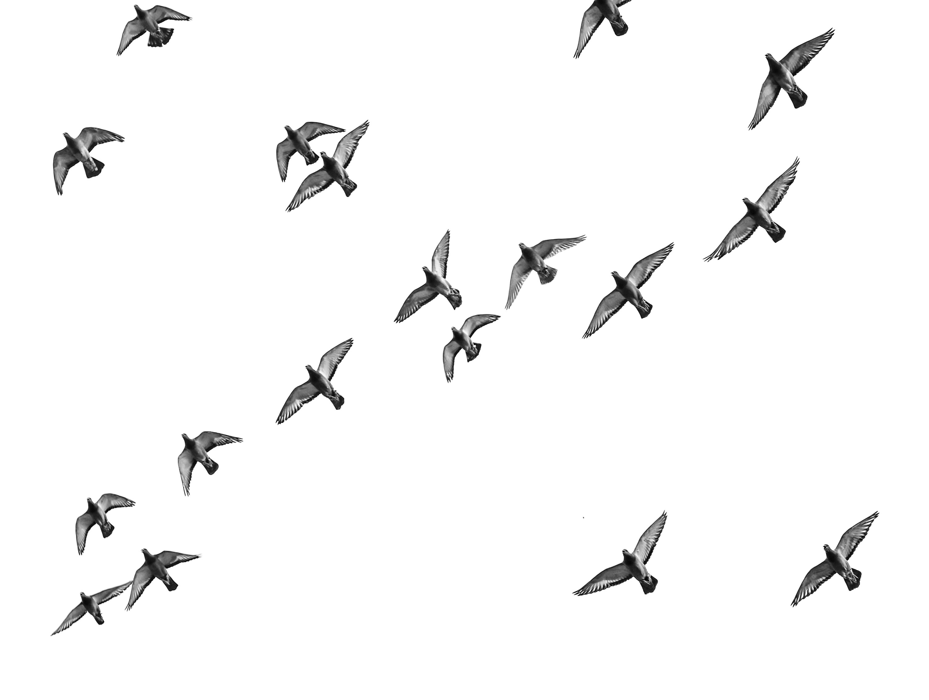 A flock of domestic pigeons in flight