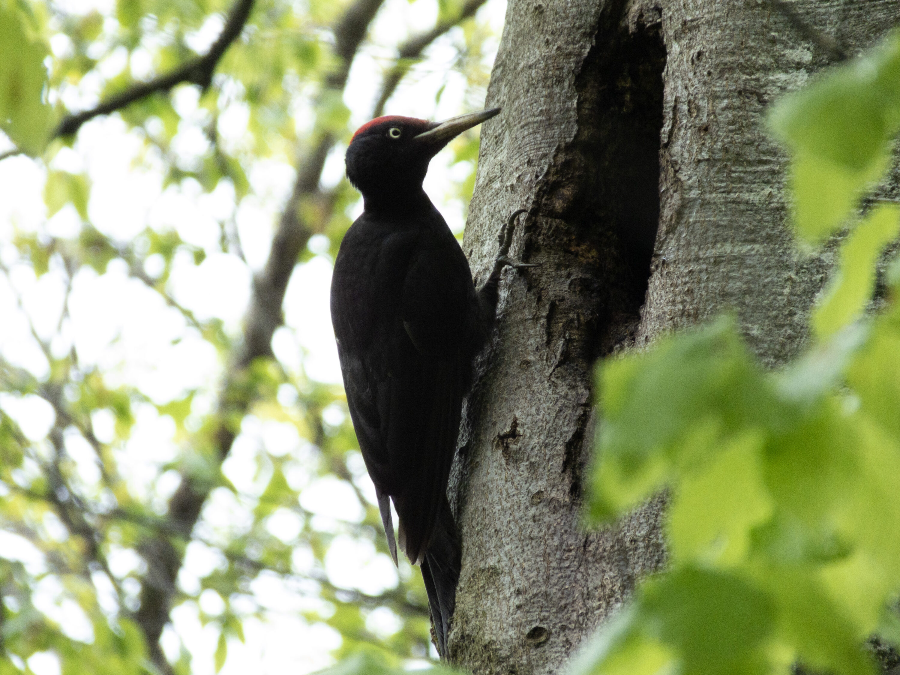 Black woodpecker perched on a tree trunk in Germia, Kosovo