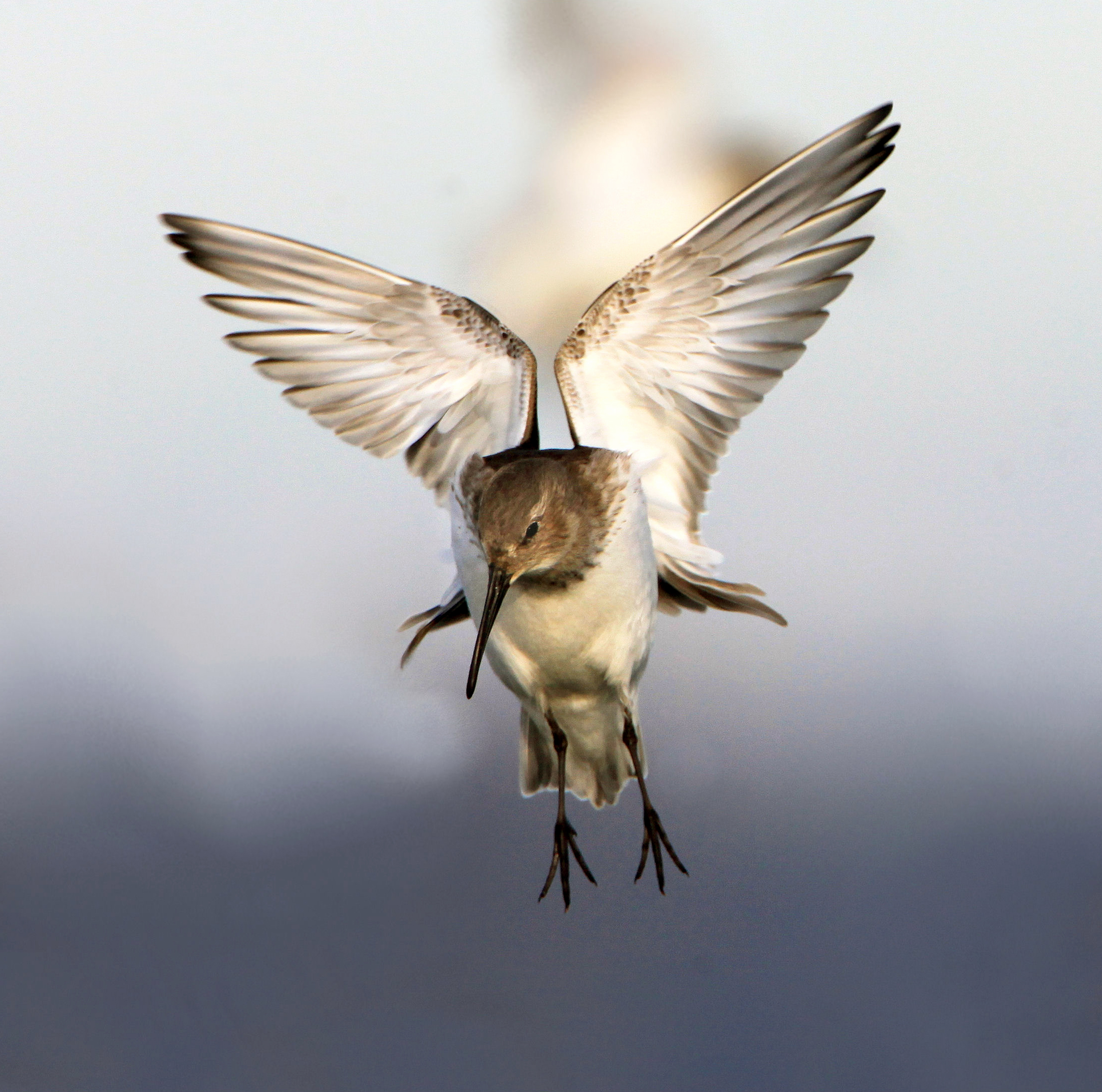 Dunlin in flight in Vancouver, Canada