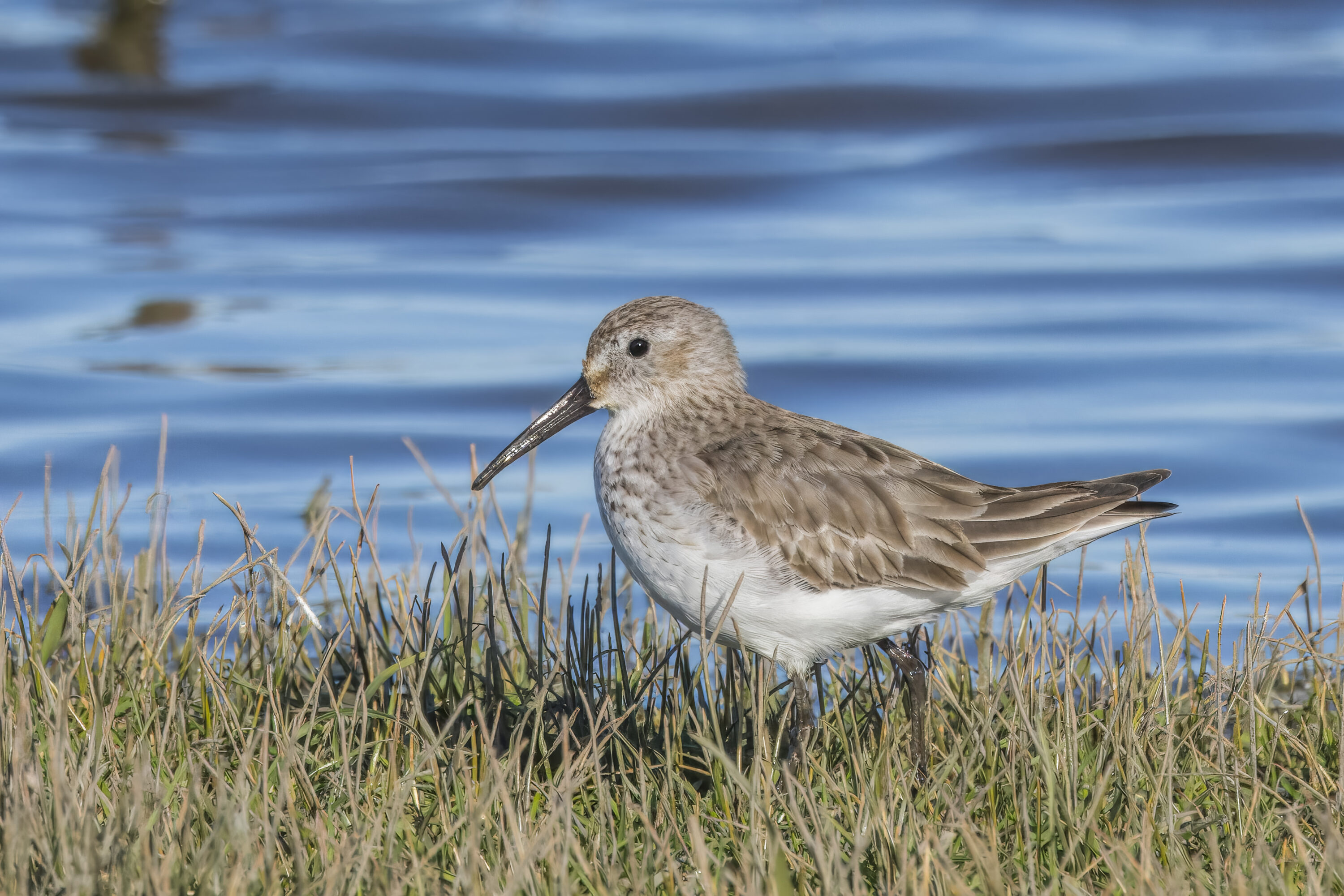 Wild Dunlin in non-breeding plumage by water