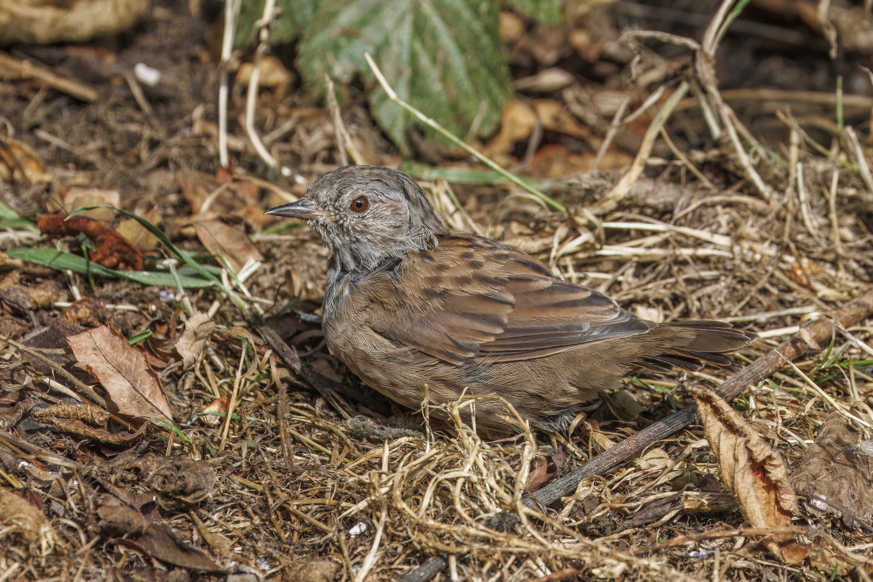 Dunnock perched in vegetation at the Lost Gardens of Heligan, Cornwall