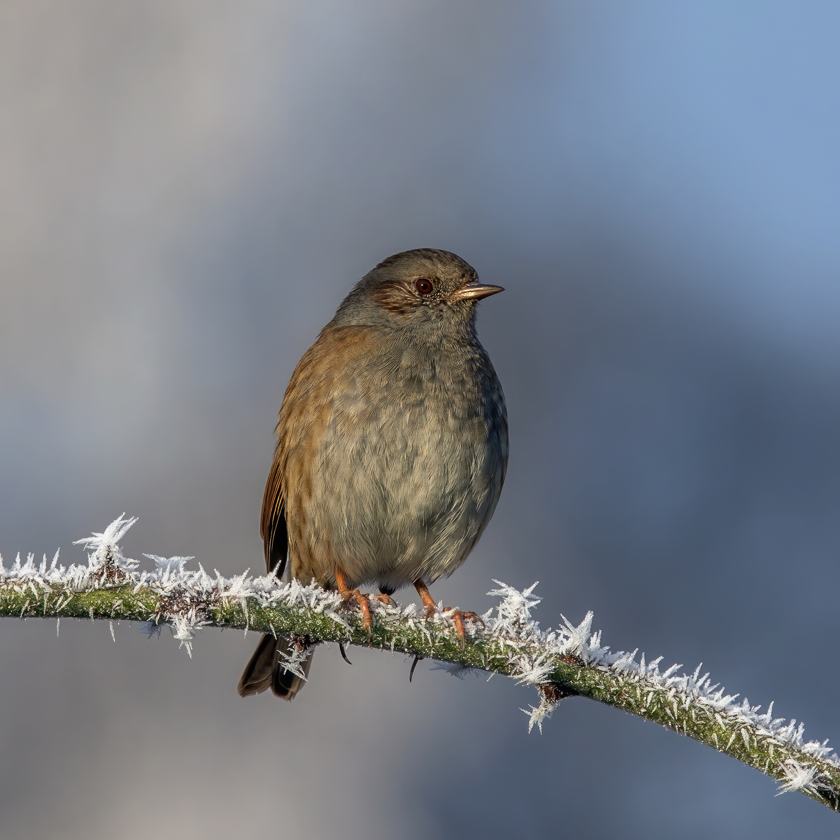 Dunnock perched on a frost-covered branch