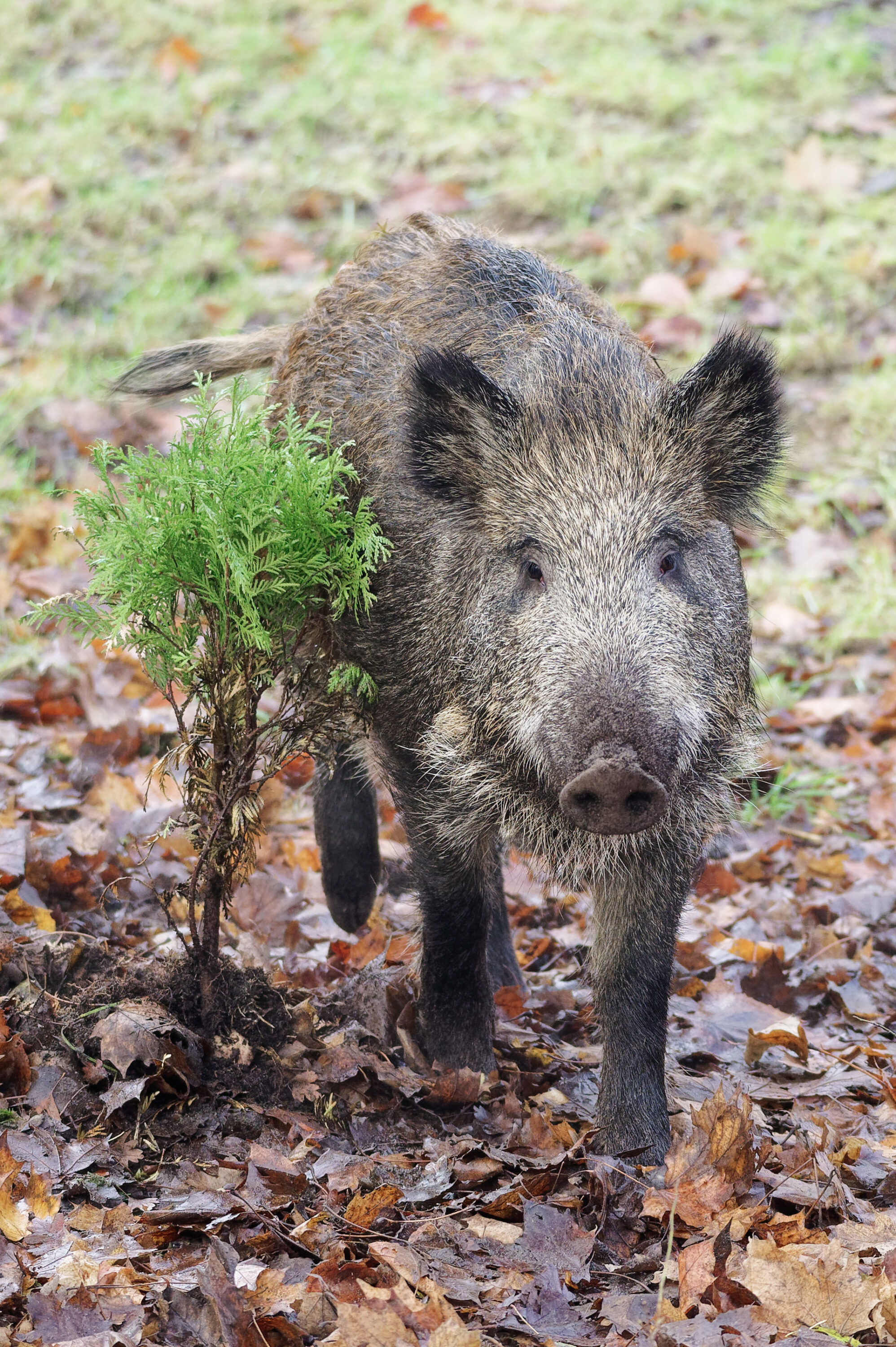 Wild boar among leaf litter and understory vegetation in Kraków, Poland