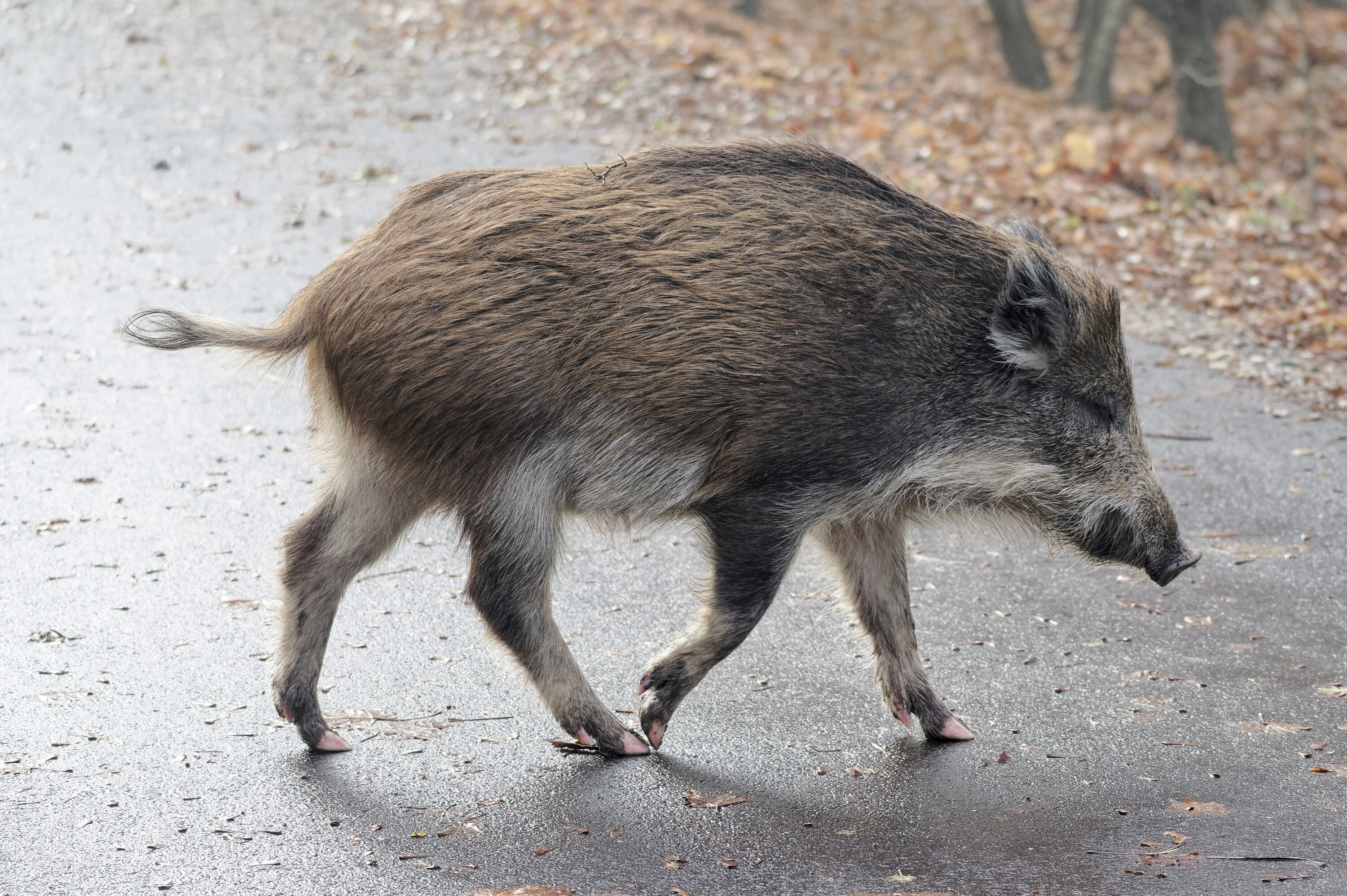 Wild boar standing in woodland