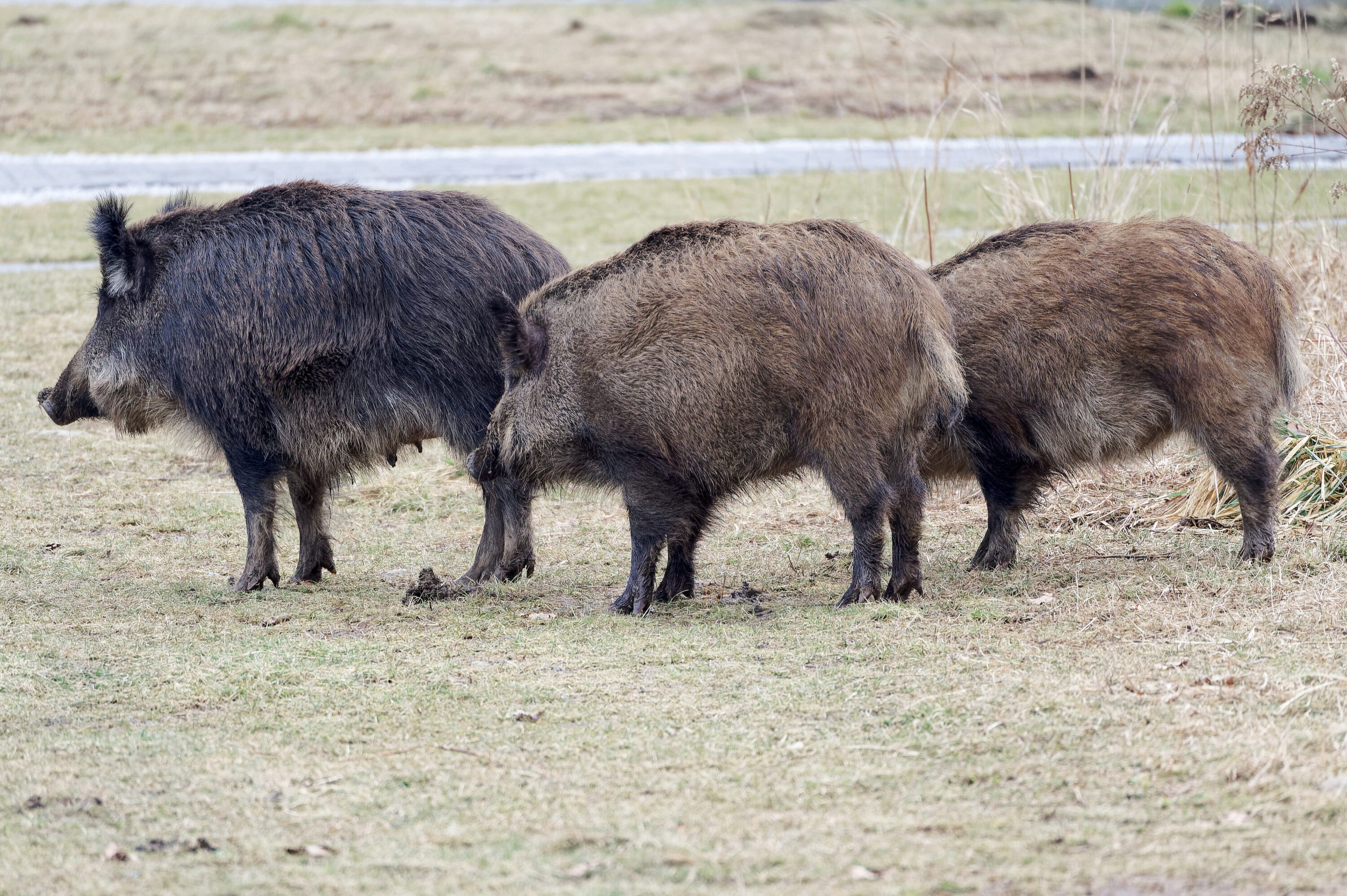 Group of wild boar standing together outdoors