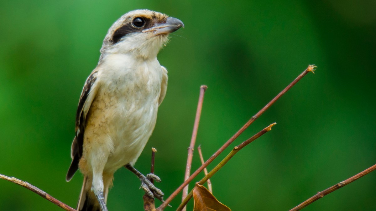 Long-tailed Shrike in Bangladesh