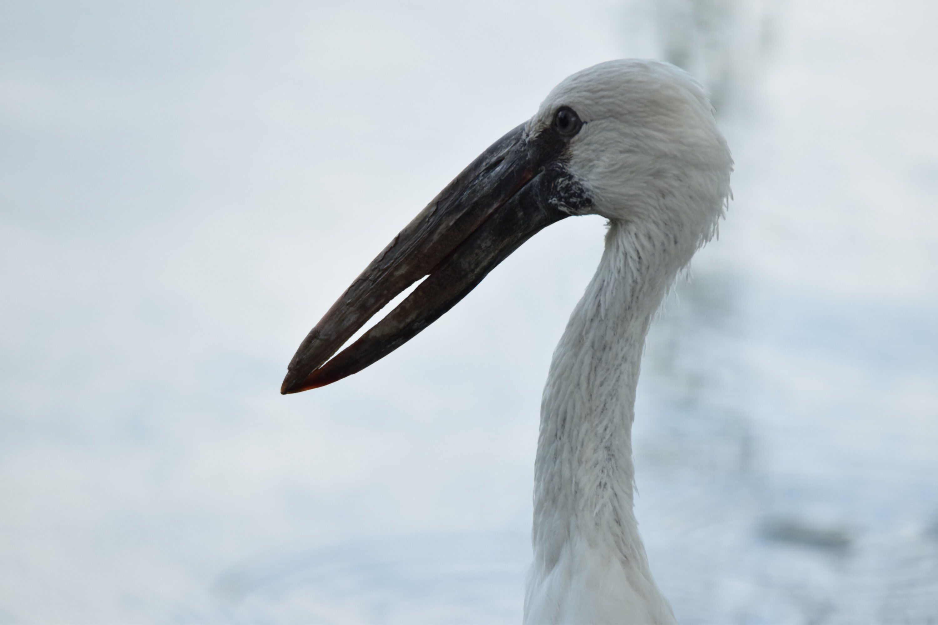Asian openbill at Lumphini Park in Bangkok