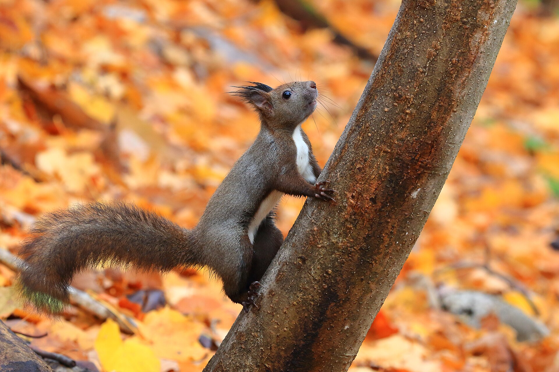 Ezo red squirrel in Makomanai Park, Sapporo, Hokkaido, Japan