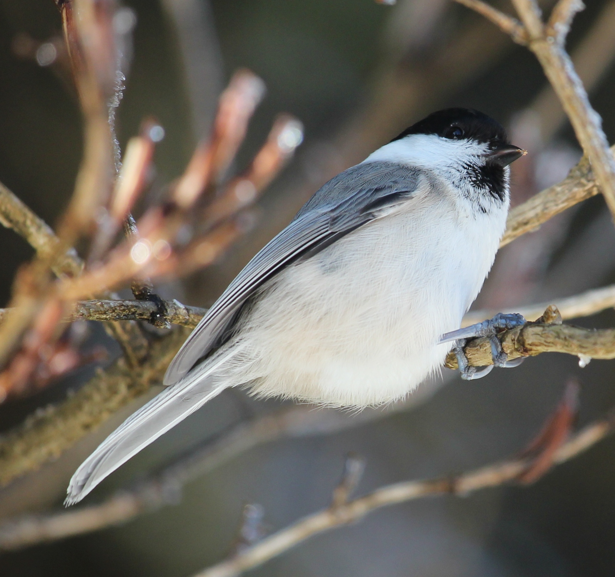 East Asian willow tit perched on a branch at Mount Fujimidai, Japan
