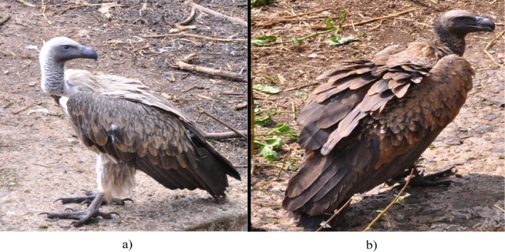 Adult and juvenile African white-backed vultures photographed during the southwest Ethiopia study